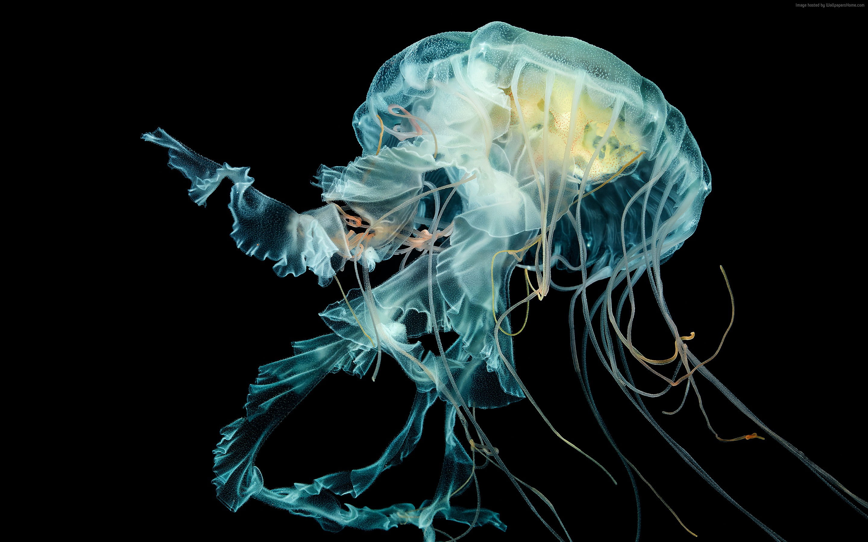 Lions mane jellyfish, underwater, 4k, 2K, Apple Watch  Jellyfish, HD Wallpaper