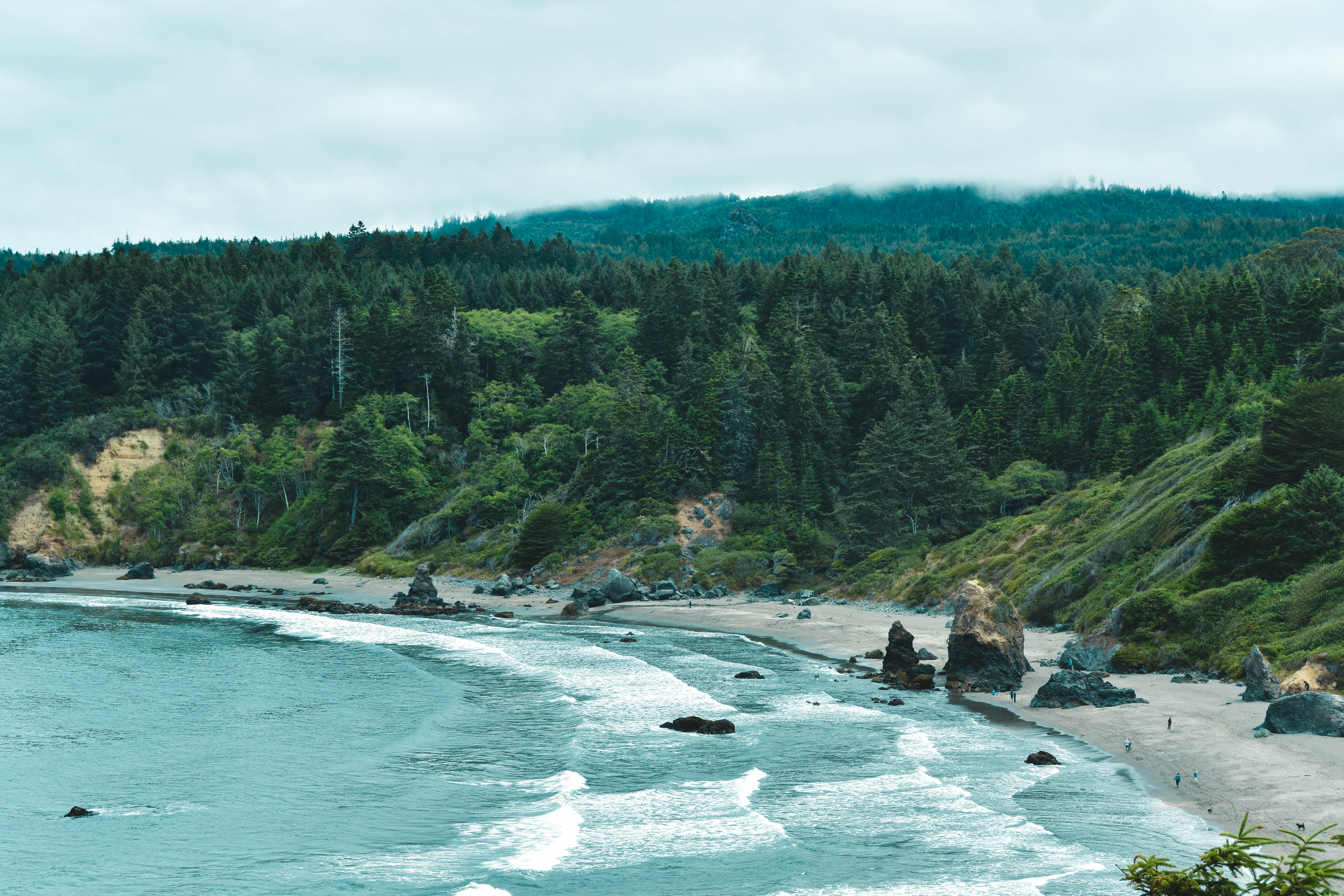 no people, day, tree, ocean, coast, trees, flowing water, non-urban scene, green color, growth, trinidad state beach, water, shore, land, nature, beach, HD Wallpaper
