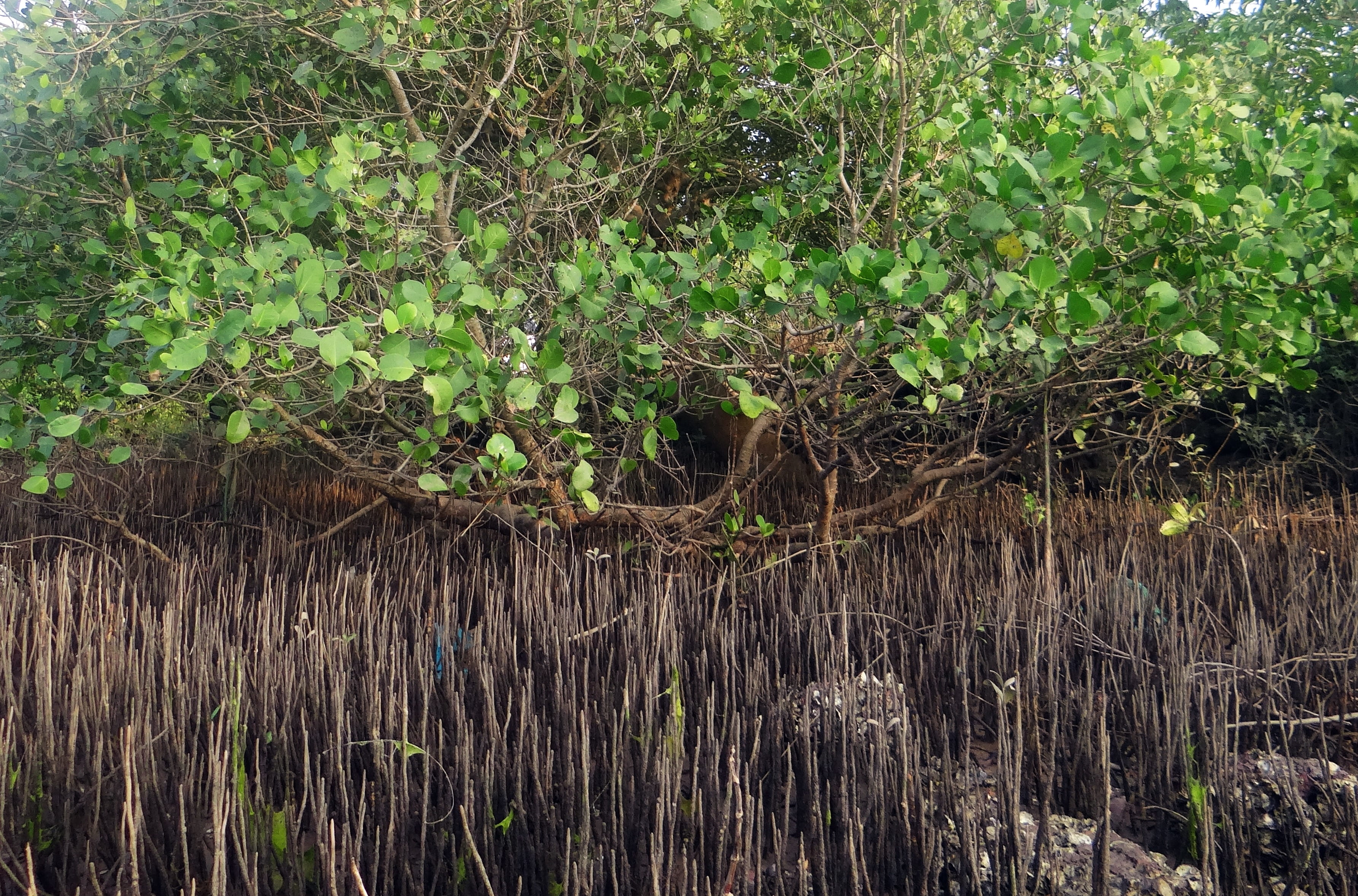 woodland, no people, swamp, rainforest, green color, tree, india, leaves, reflection, branches, mangrove species, wilderness, outdoors, organic, environment, HD Wallpaper