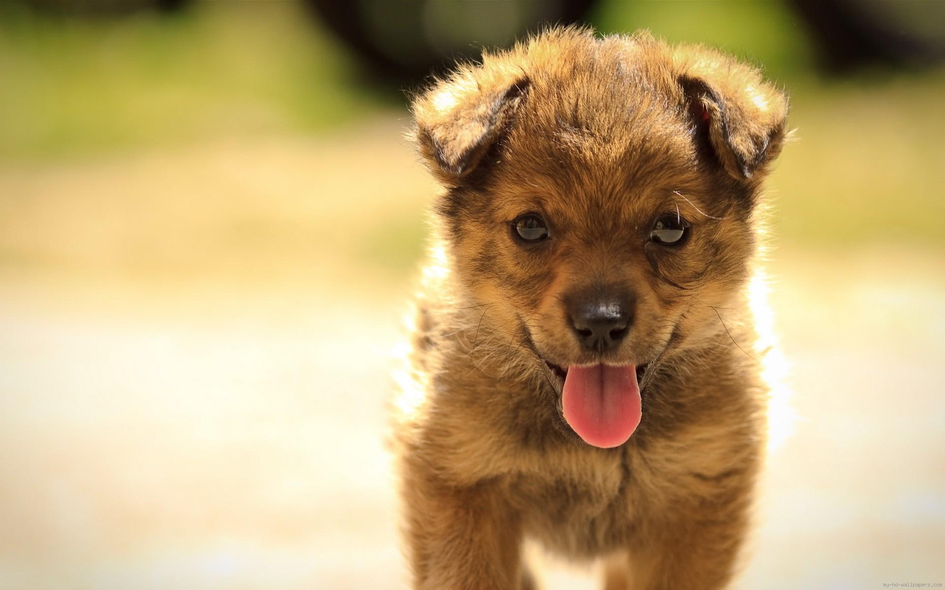 short, animal, 1080P, puppy, coat, tan, dog, pulls, tongue, HD Wallpaper