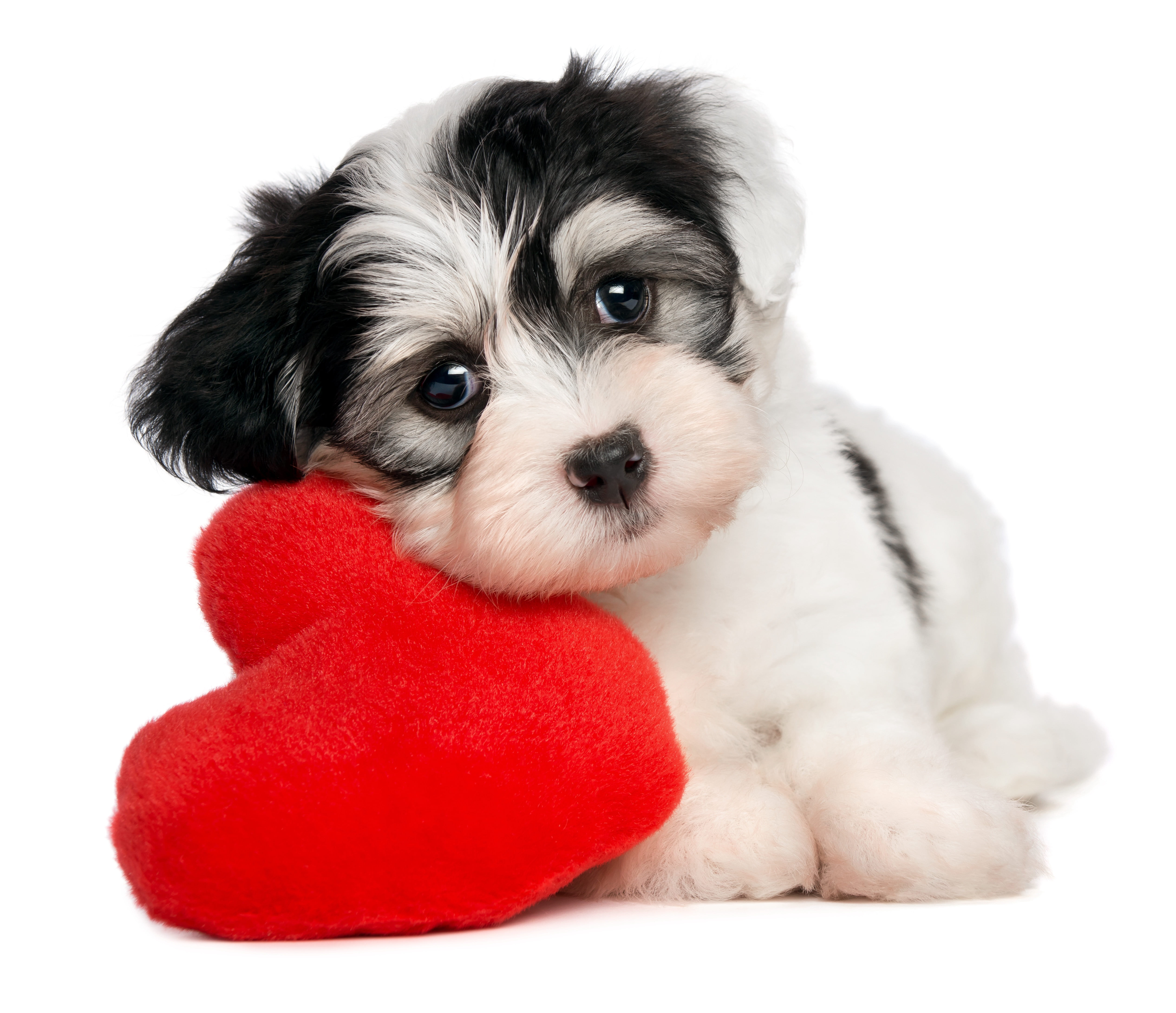 pets, lap Dog, cut Out, puppy, vertebrate, 4K, isolated, one Animal, small, shih, indoors, looking At Camera, obedience, friendship, animal head, domestic Animals, HD Wallpaper