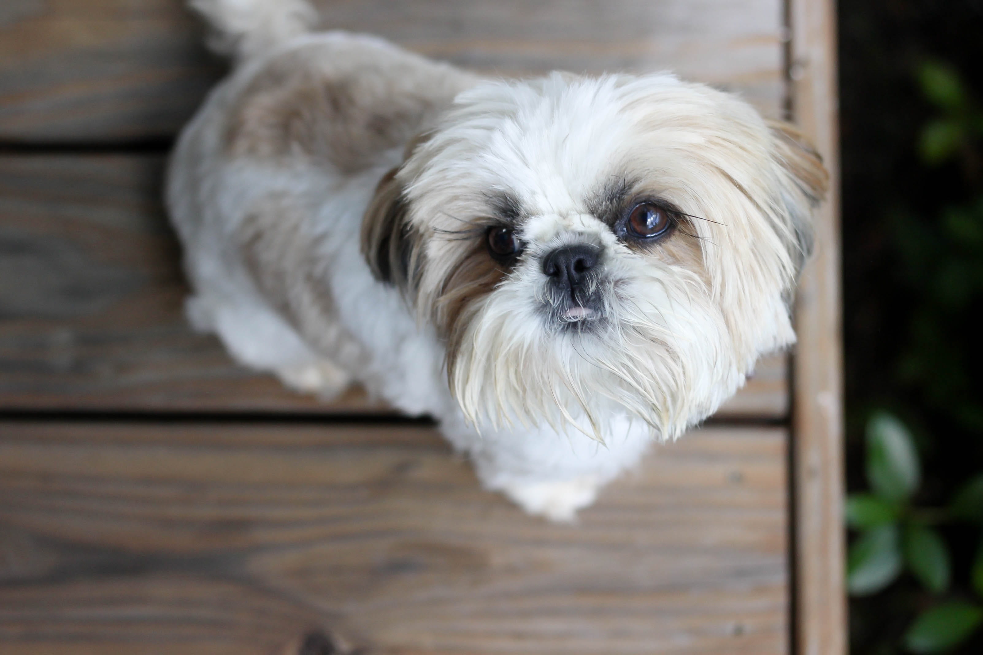 one animal, mammal, domestic animals, hair, animal, close-up, domestic, portrait, small, looking at camera, shih tzu, lap dog, pets, wood - material, no people, HD Wallpaper