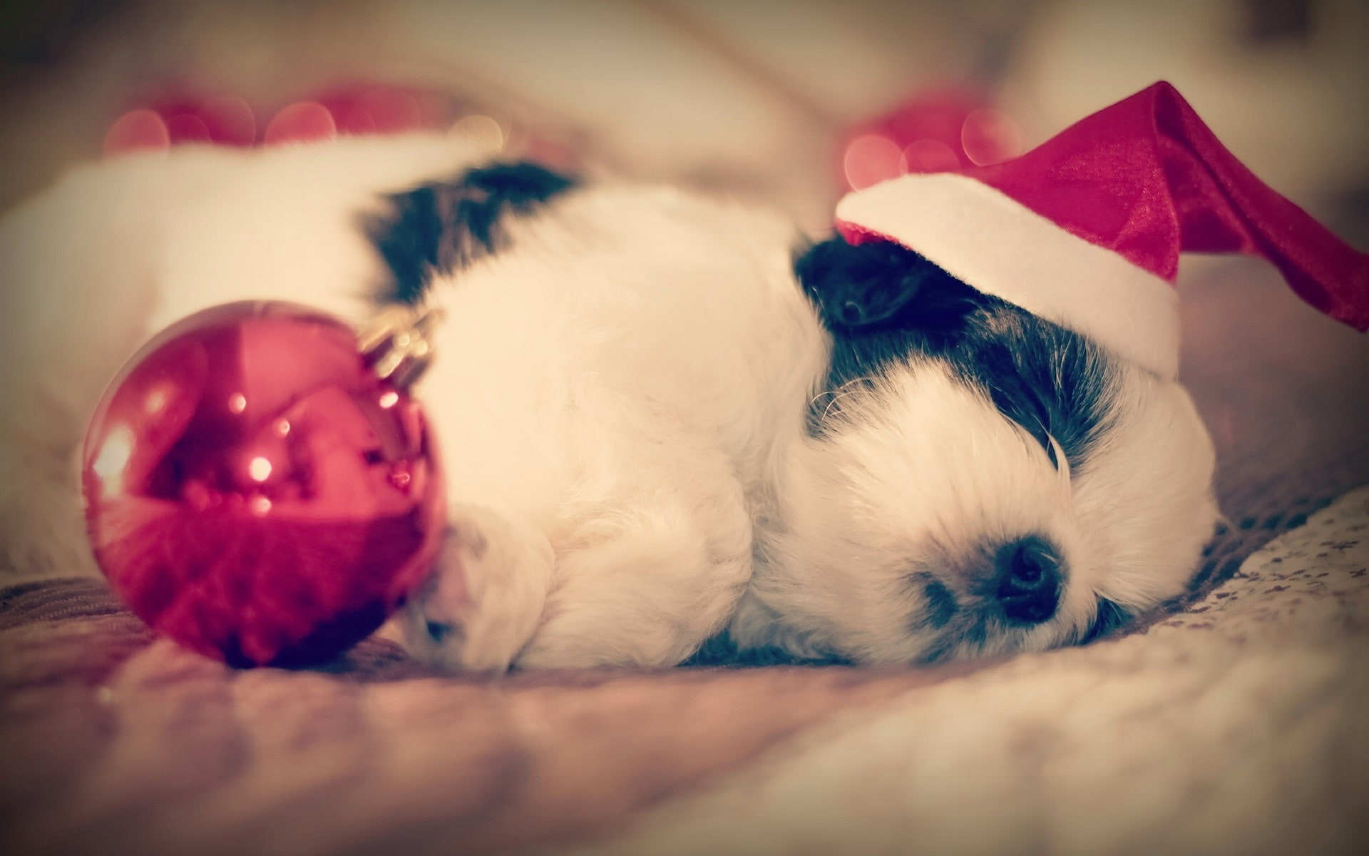 1080P, Christmas, Dog, tzu, Sleep, Shih, HD Wallpaper