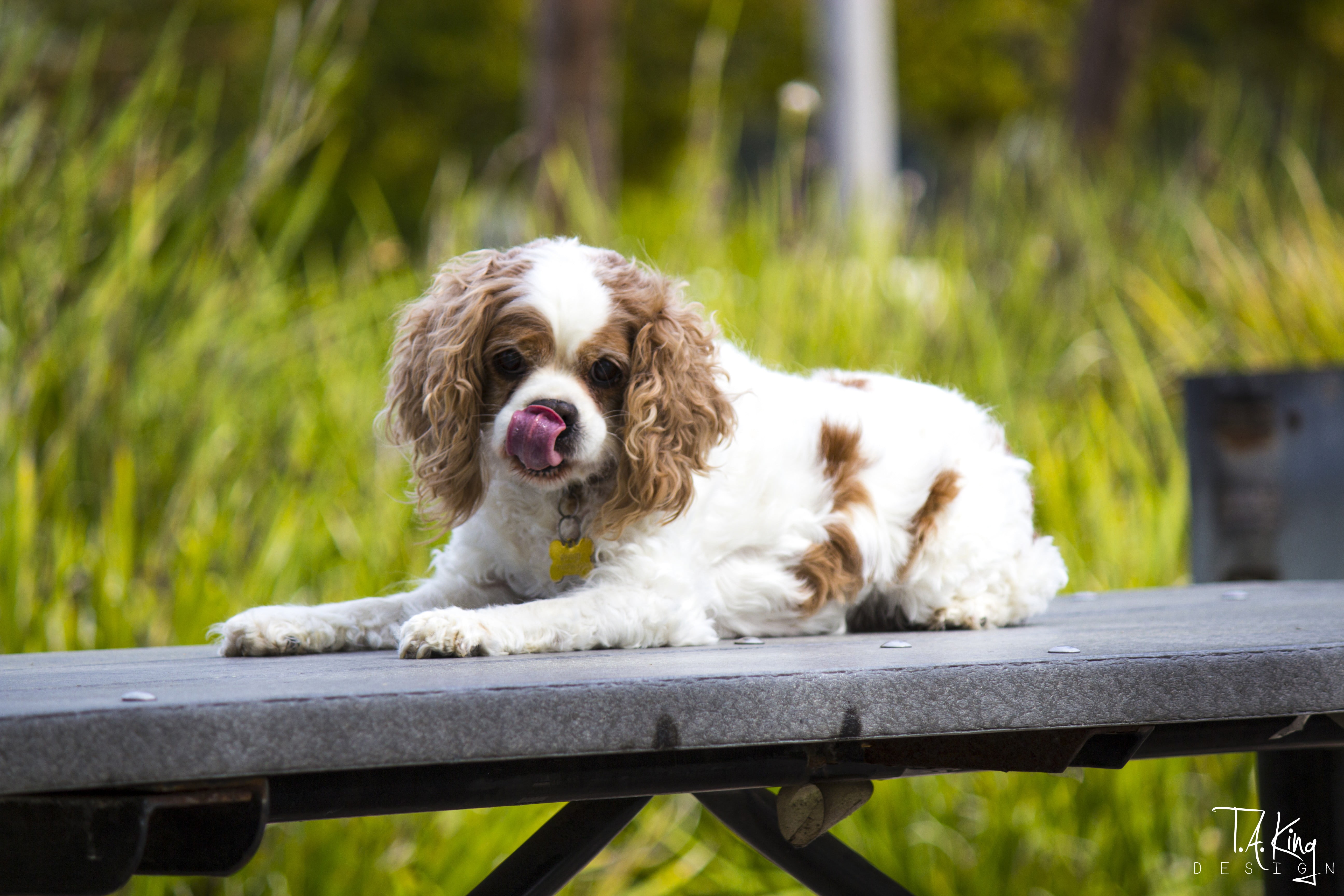 animal hair, animal, day, 5K, black, animal themes, Taking Design, King Charles Spaniel, white, seat, spaniels, tongues, looking at camera, outdoors, portrait, HD Wallpaper