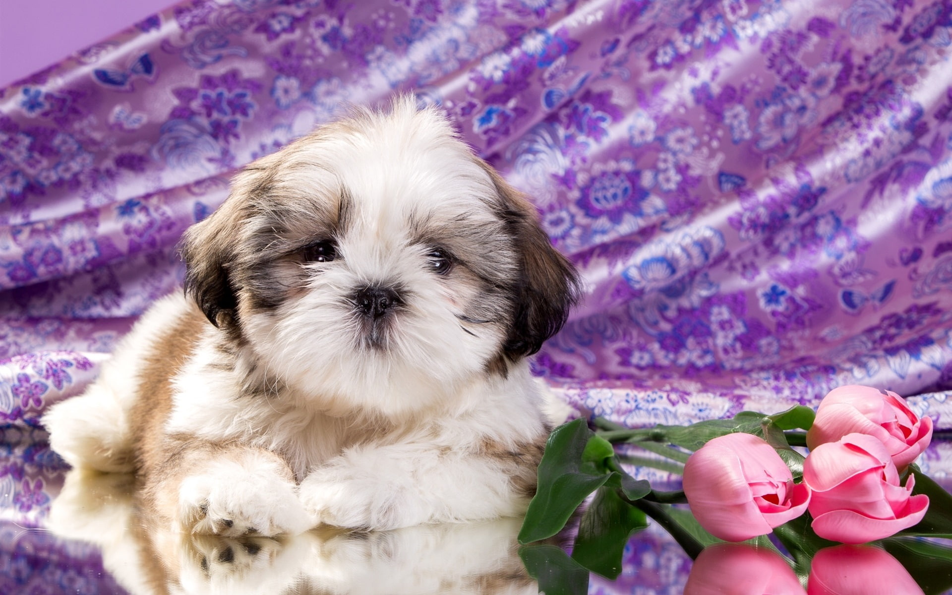 1080P, shih, Puppy, Tulip, tricolor, Flowers, Cute, tzu, HD Wallpaper