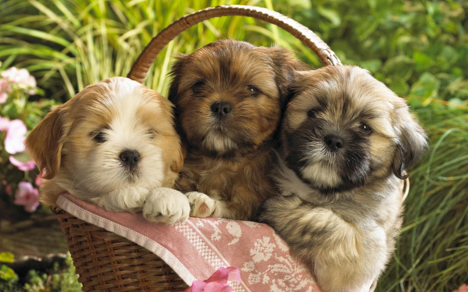 shih, puppies, three, cute, cute animals, 1080P, tzu, HD Wallpaper