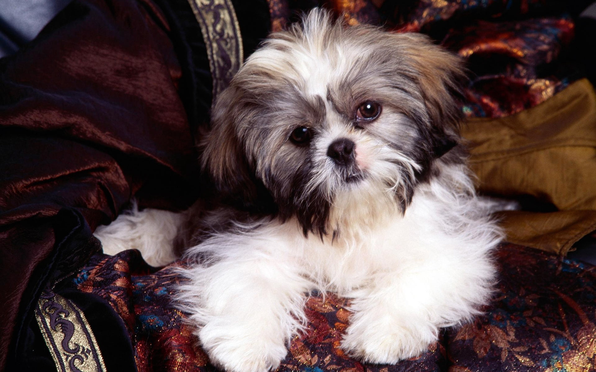 domestic, tricolor, tzu, sit, dog, small, animal, portrait, pets, lap Dog, fur, puppy, brown, studio Shot, canine, looking, animal themes, looking at camera, HD Wallpaper