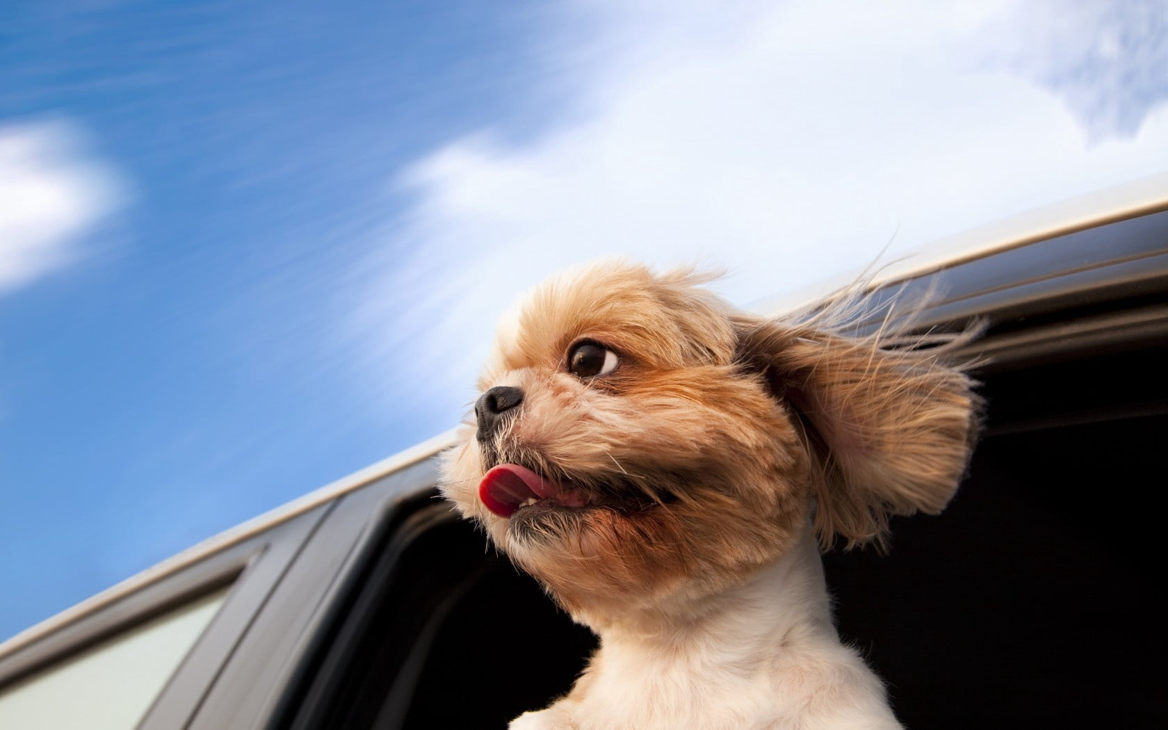 canine, motor vehicle, mammal, land Vehicle, animal head, travel, adult, summer, 720P, shih, small, journey, blue, motion, vertebrate, sky, domestic, animal themes, HD Wallpaper