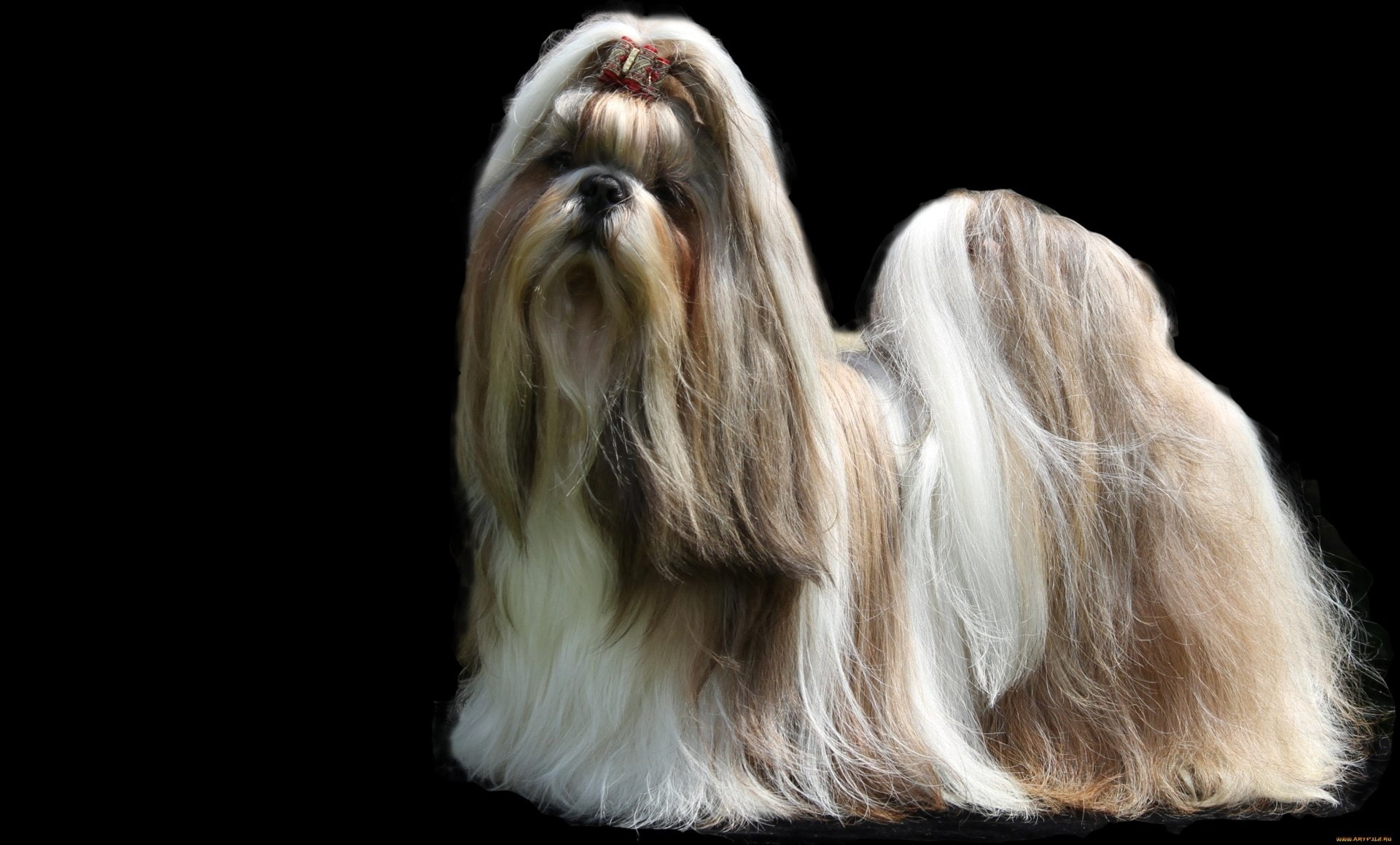 dog, blond hair, hair, domestic animals, straight hair, purebred dog, pets, cut out, animal, indoors, small, 1080P, studio shot, Dogs, Shih Tzu, animal themes, HD Wallpaper