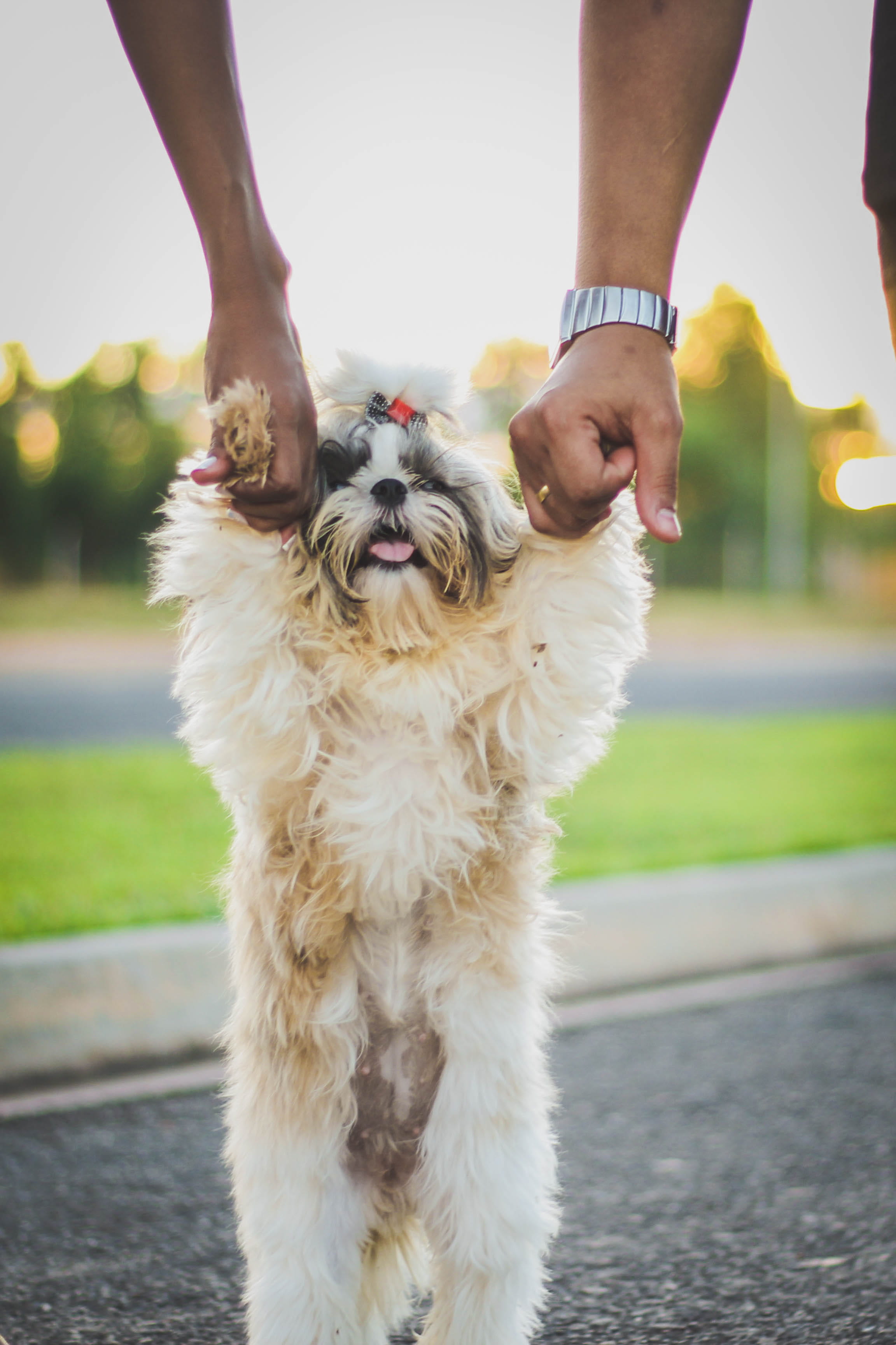 one animal, lap dog, focus on foreground, cuiabá, domestic, mammal, human hand, pets, day, brazil, dog, human body part, domestic animals, children, small, Phone HD Wallpaper