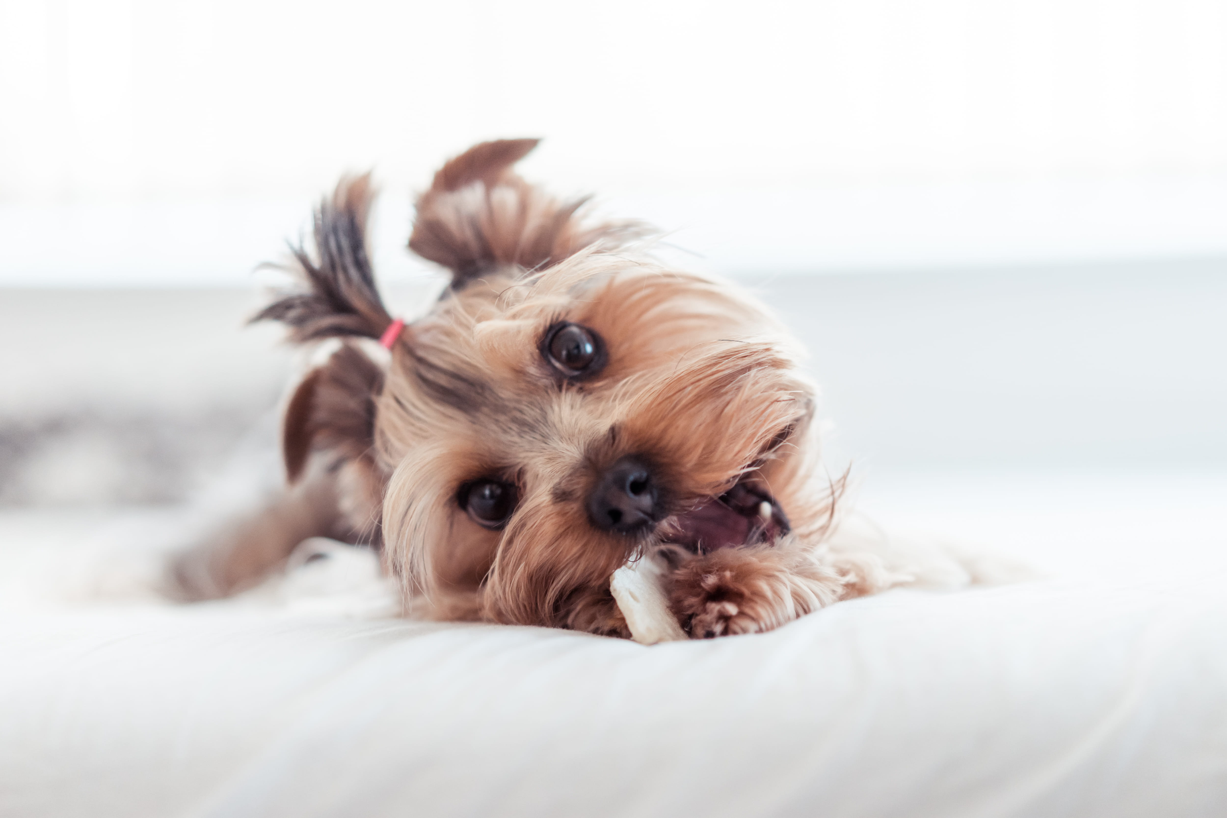 animal themes, animals, reward, yorkie, shih tzu, looking at camera, one animal, eyes, animals And Pets, Eating, animal head, jessie, portrait, laying, HD Wallpaper