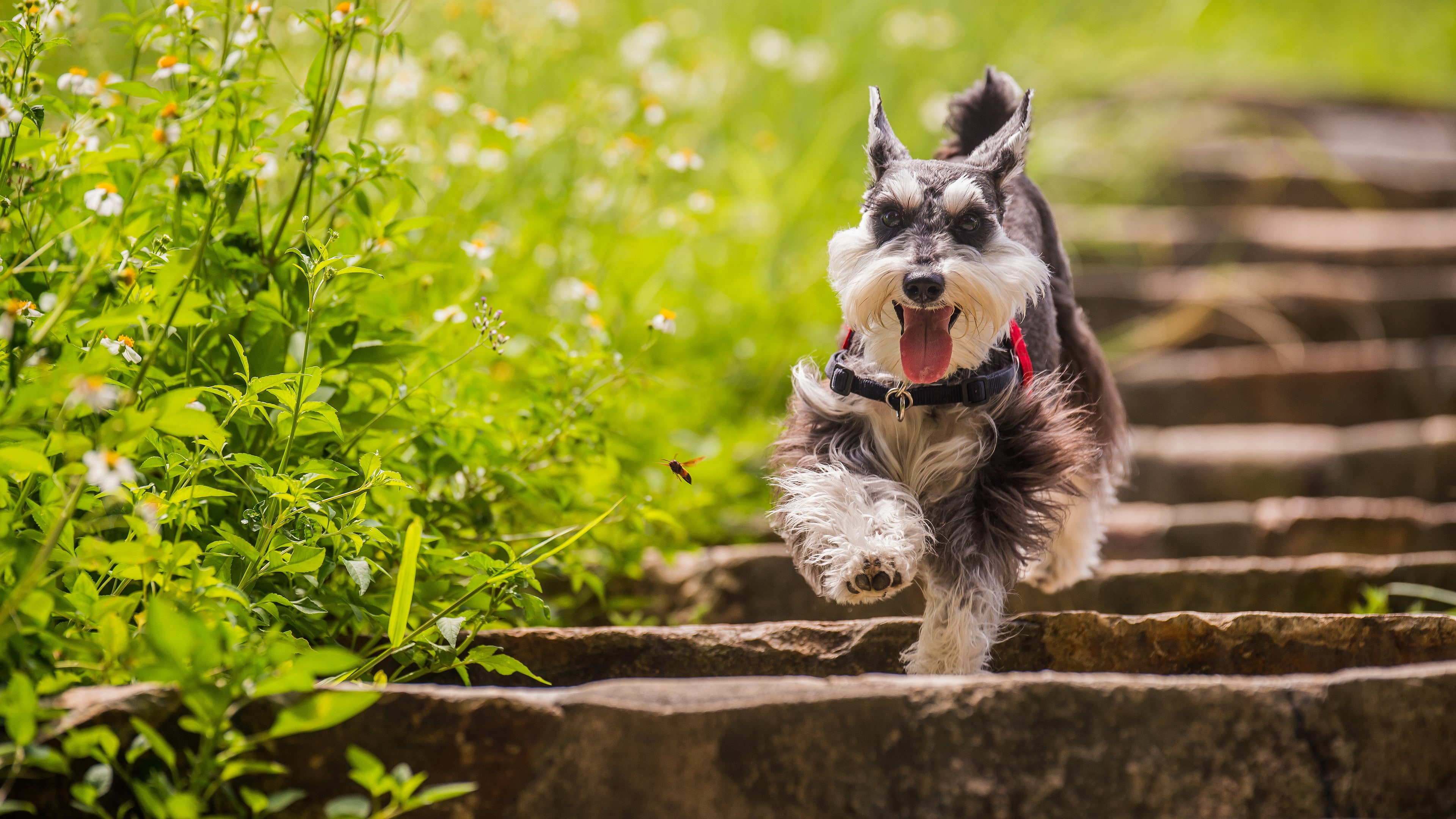 mouth open, 4K, day, shih tzu, no people, canine, nature, outdoors, grass, animal mouth, dog, one animal, domestic, mammal, pets, green color, selective focus, HD Wallpaper