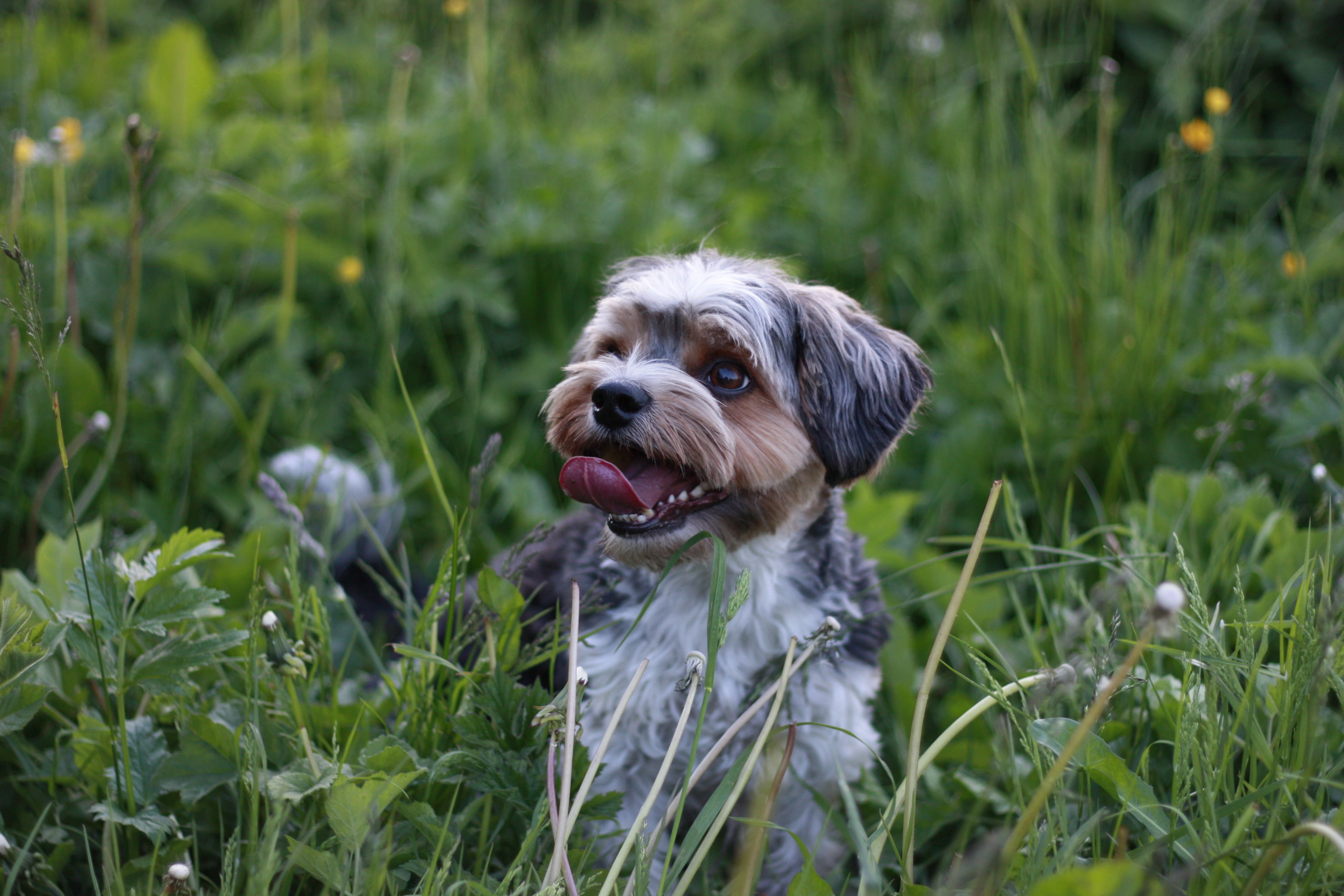 animal, short, shih tzu, 4K, grass, domestic, plant, happy, pets, animal head, mammal, dog, no people, field, nature, green color, black, one animal, canine, HD Wallpaper