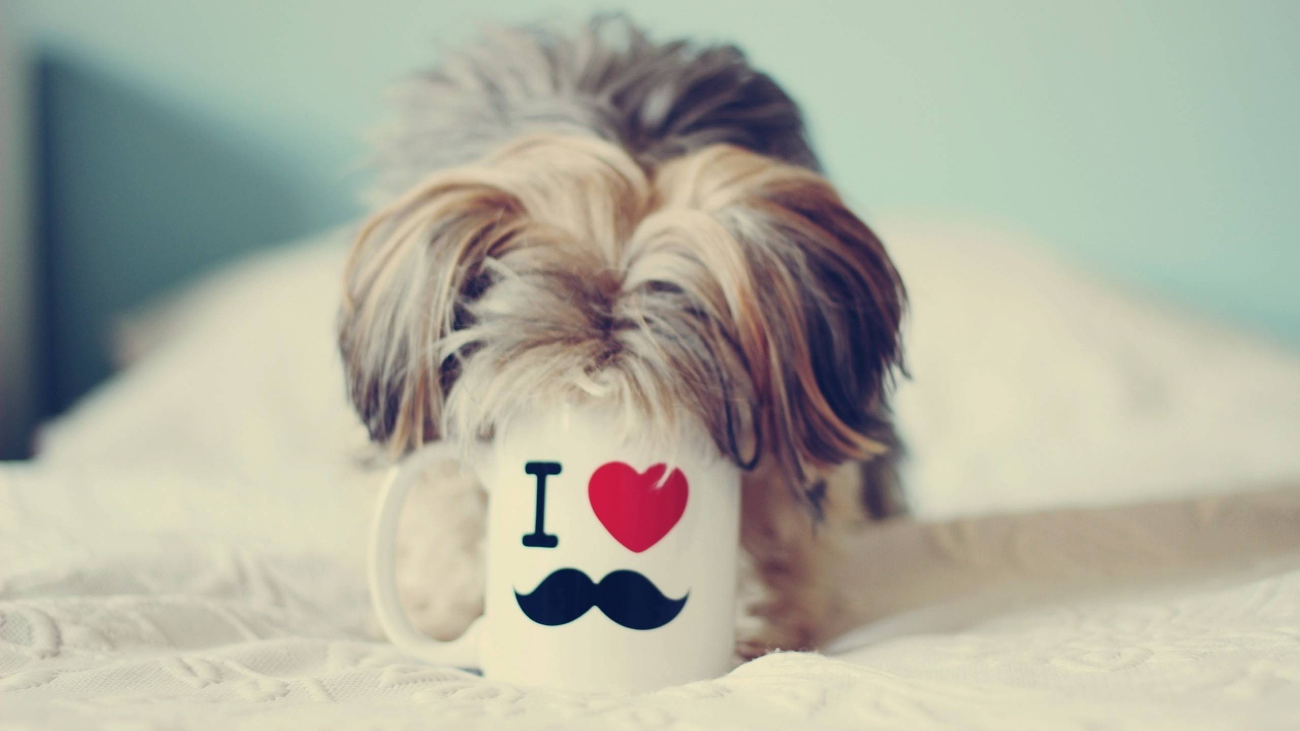 2K, canine, animal, relaxation, pets, yorkshire terrier, animals, vertebrate, focus on foreground, small, animal themes, indoors, cup, dog, one animal, HD Wallpaper