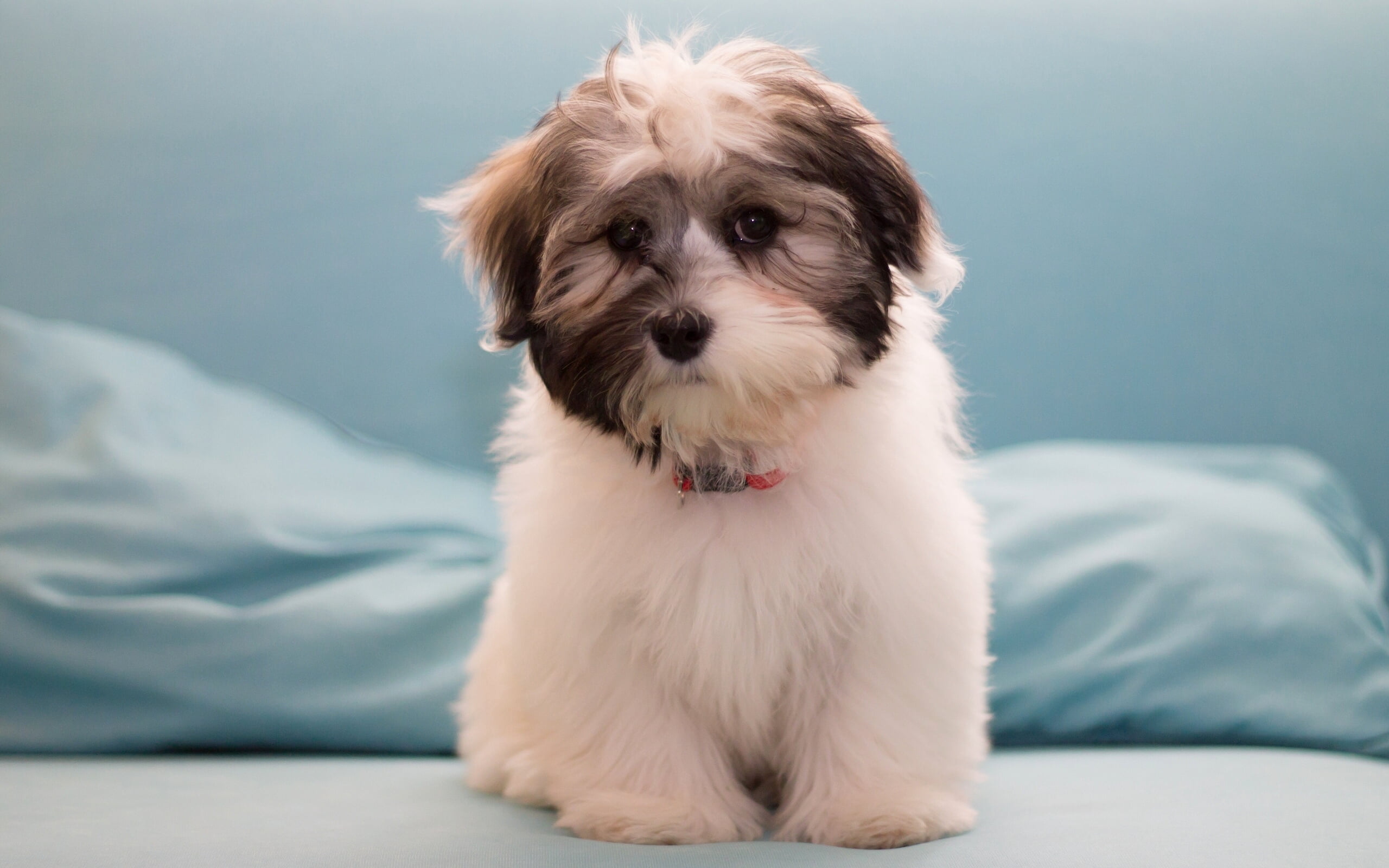furry, canine, puppy, sitting, domestic Animals, bed, white color, havanese, black, no People, terrier, focus on foreground, obedience, white, dog, cute, HD Wallpaper