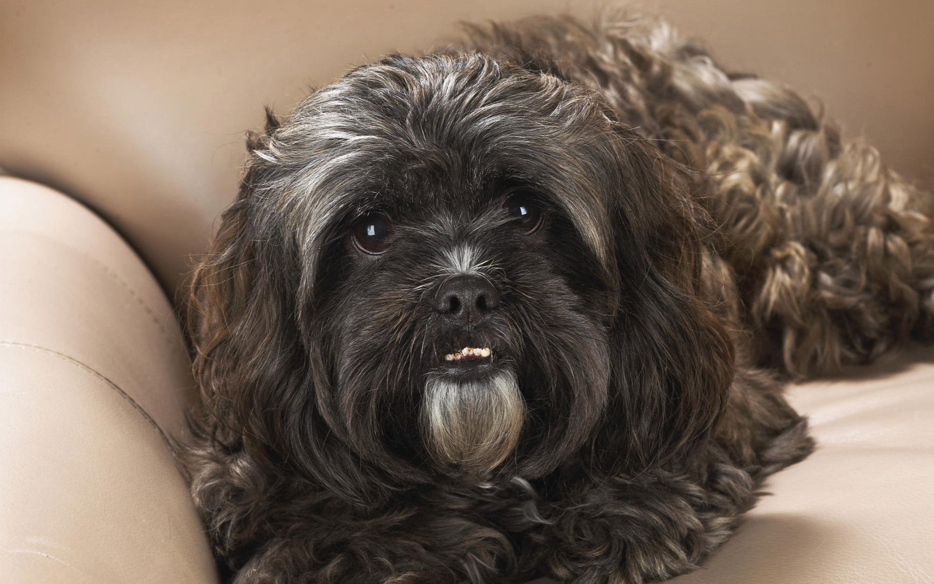 sitting, indoors, black, purebred Dog, portrait, lying Down, domestic Animals, animal, shih tzu, beauty, close-up, no People, 1080P, lap dog, young Animal, HD Wallpaper