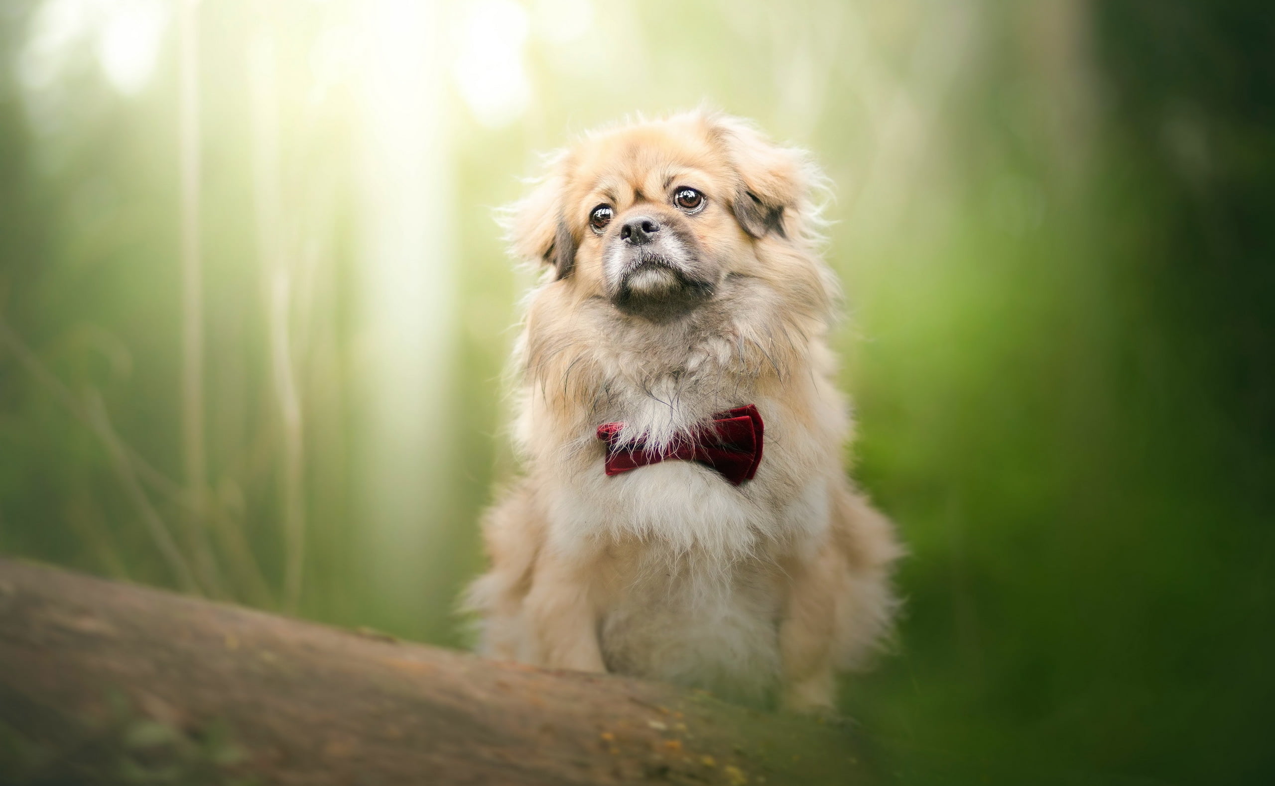 green color, vertebrate, pets, animal, nature, animals, shih tzu, looking, domestic, mammal, day, portrait, land, sitting, looking at camera, green, dog, HD Wallpaper