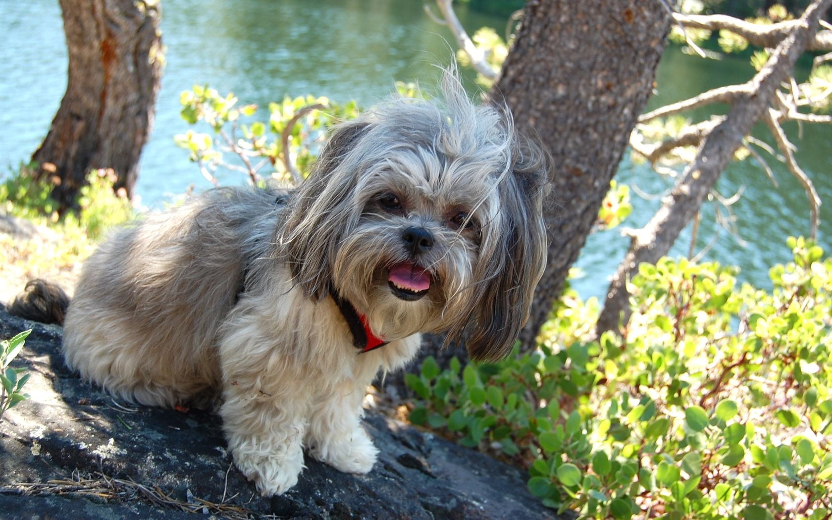 trunk, small, day, one animal, canine, animal, tree, domestic animals, face, brown, animal themes, 720P, vertebrate, portrait, adult, shih, tree trunk, HD Wallpaper