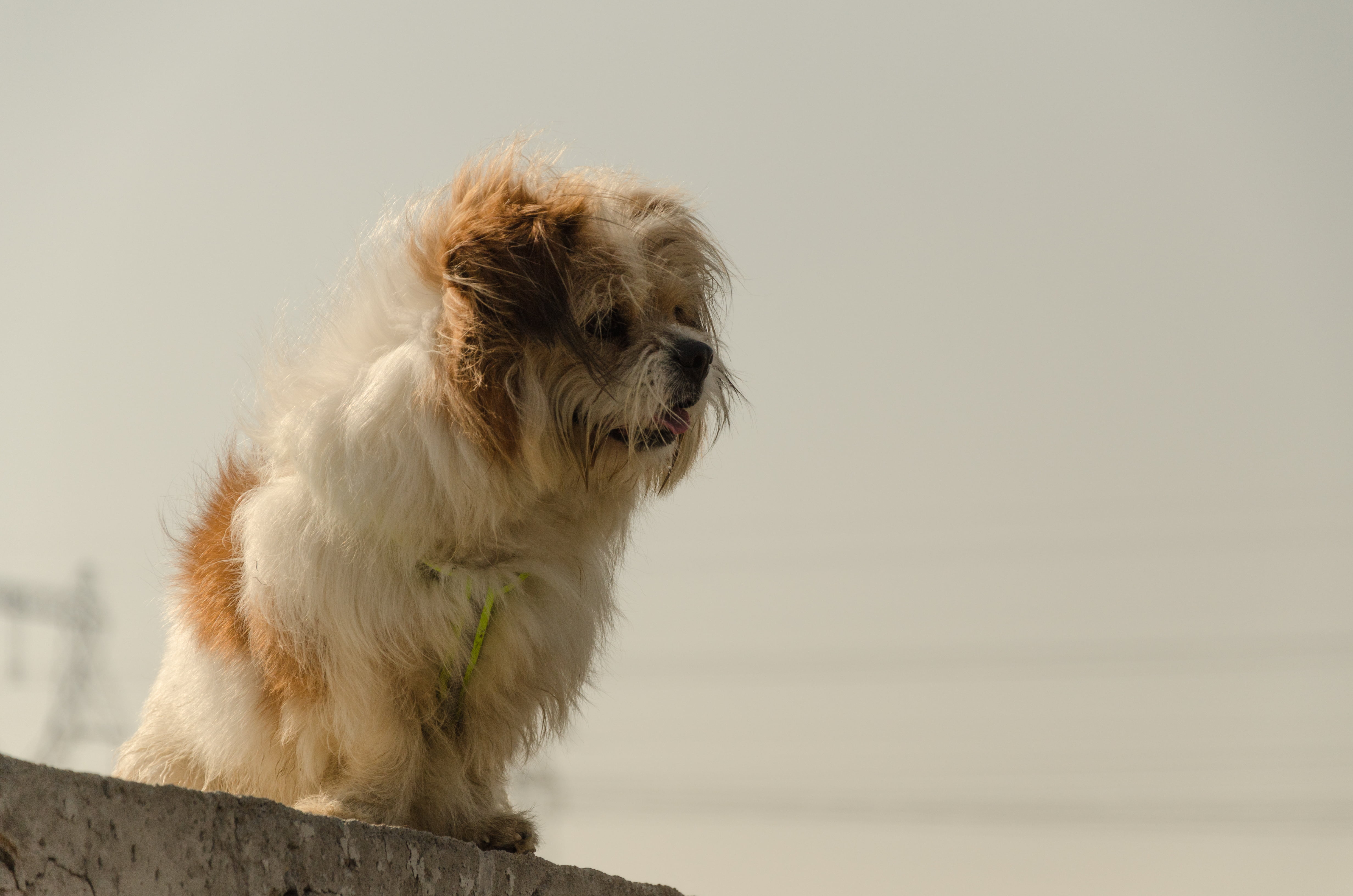 small, animal hair, cute, pets, hair, animal, looking, sitting, one animal, domestic, outdoors, dog, 4K, animal themes, white color, no people, vertebrate, HD Wallpaper