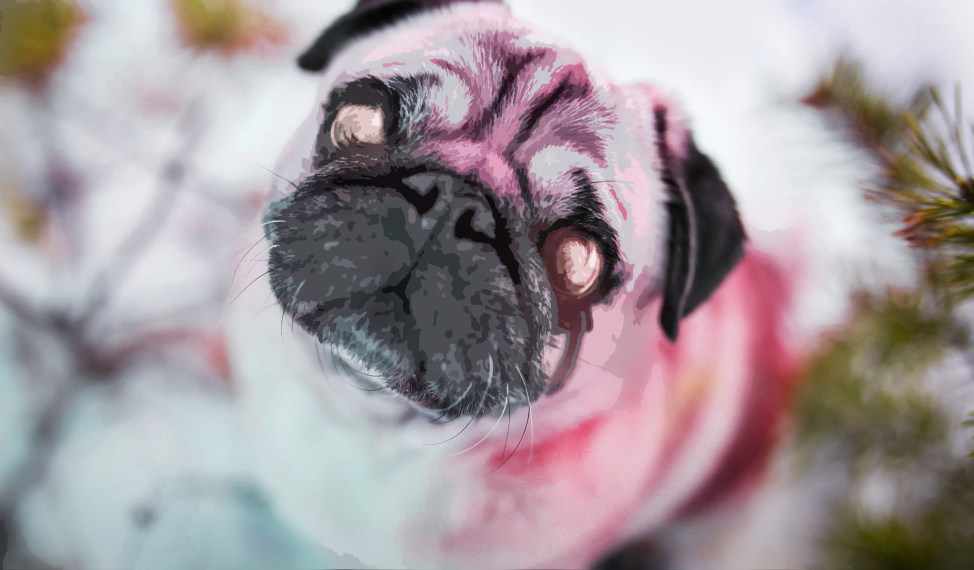 1080P, animal head, pets, one animal, domestic, portrait, vertebrate, looking at camera, domestic animals, animal eye, selective focus, animal, close-up, HD Wallpaper