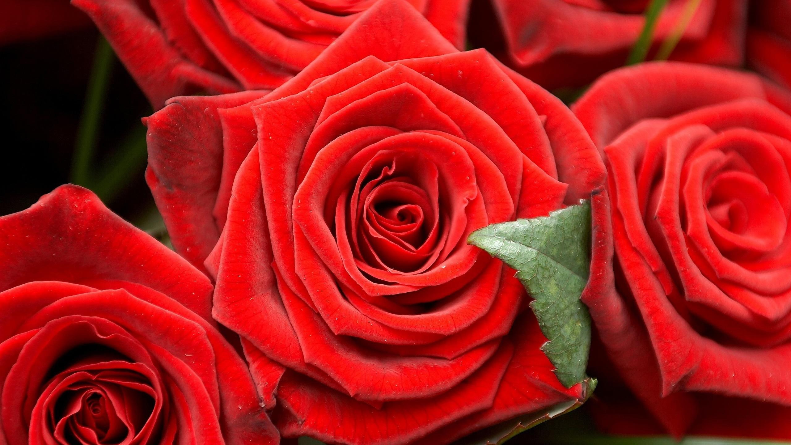 beautiful, bouquet, roses, 2K, fresh, l, healing, ve, passion, HD Wallpaper