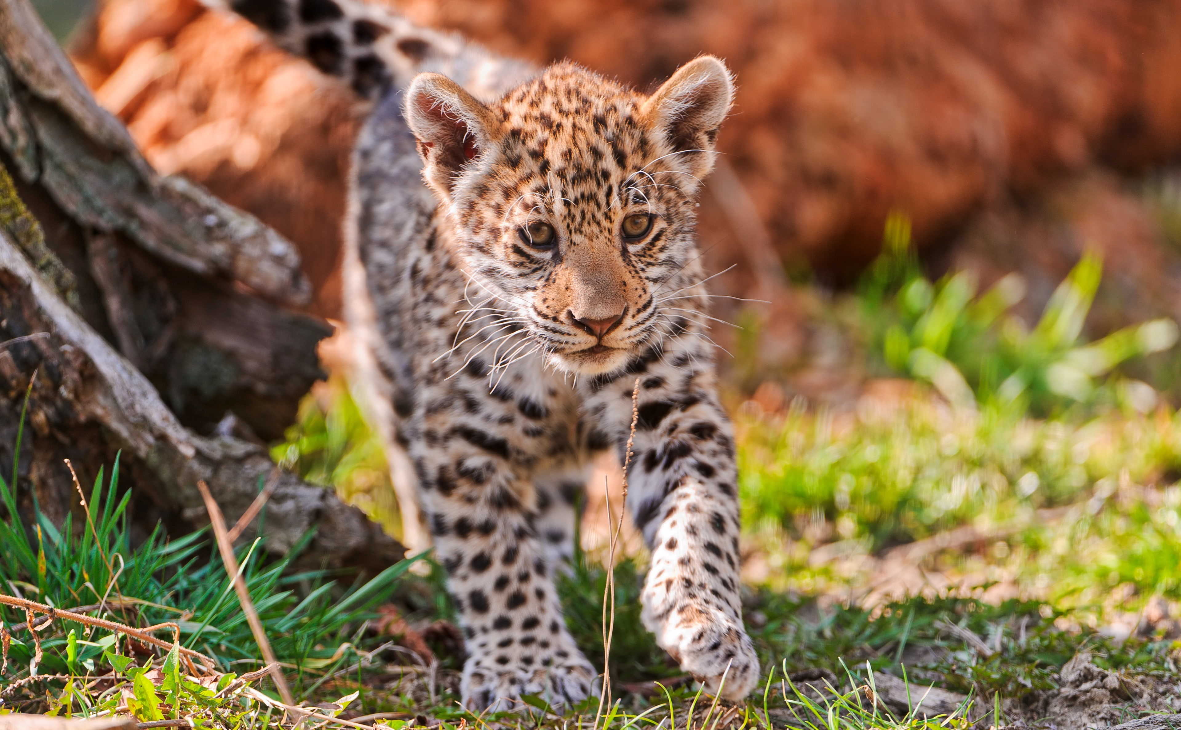 big cat, no people, cheetah, whisker, Animals, day, mammal, spotted, animal wildlife, 4K, outdoors, portrait, animal themes, cat, feline, Jaguar, leopard, HD Wallpaper