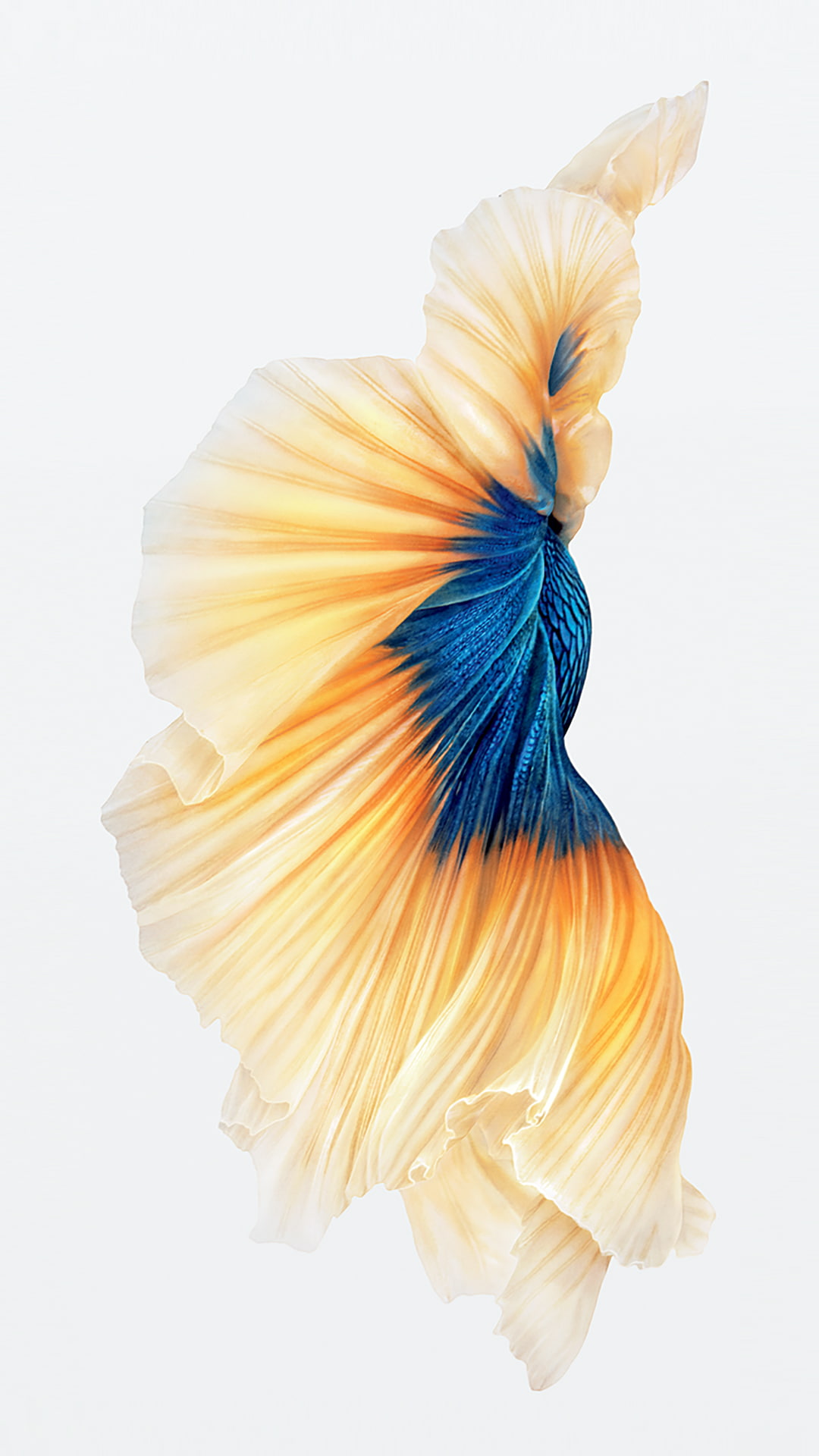 flower, blue, 1080P, freshness, cut out, yellow, close-up, indoors, one animal, iOS, nature, studio shot, creativity, Ipod, animal, vulnerability, Siamese fighting fish, Phone HD Wallpaper