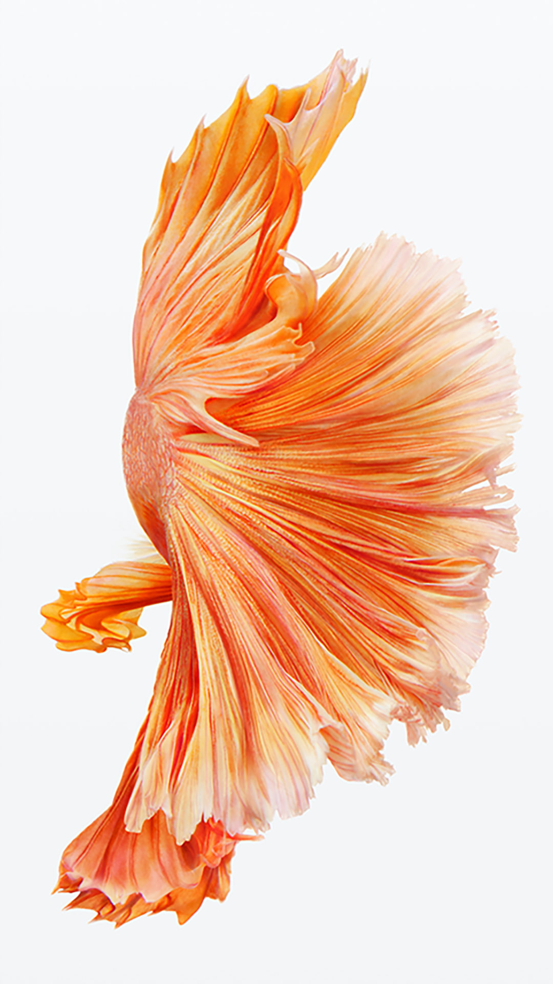 Siamese fighting fish, Ipod, fish, animal, indoors, orange color, tail fin, poisonous, animals in the wild, underwater, swimming, animal wildlife, white background, Phone HD Wallpaper