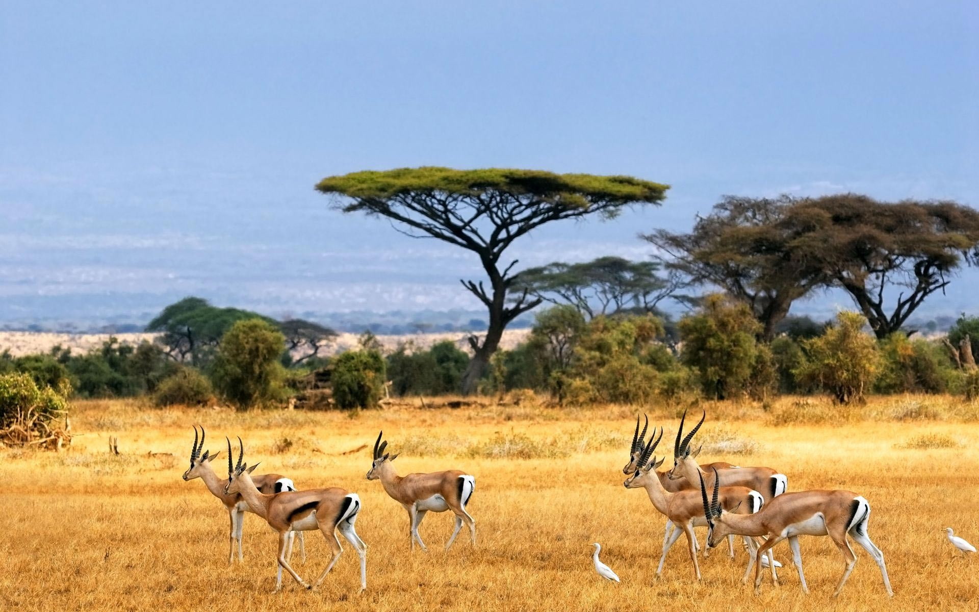 mammal, 1080P, nature, animal themes, herbivorous, animals, day, gazelle, vertebrate, domestic animals, semi-arid, animal wildlife, herd, field, group of animals, HD Wallpaper