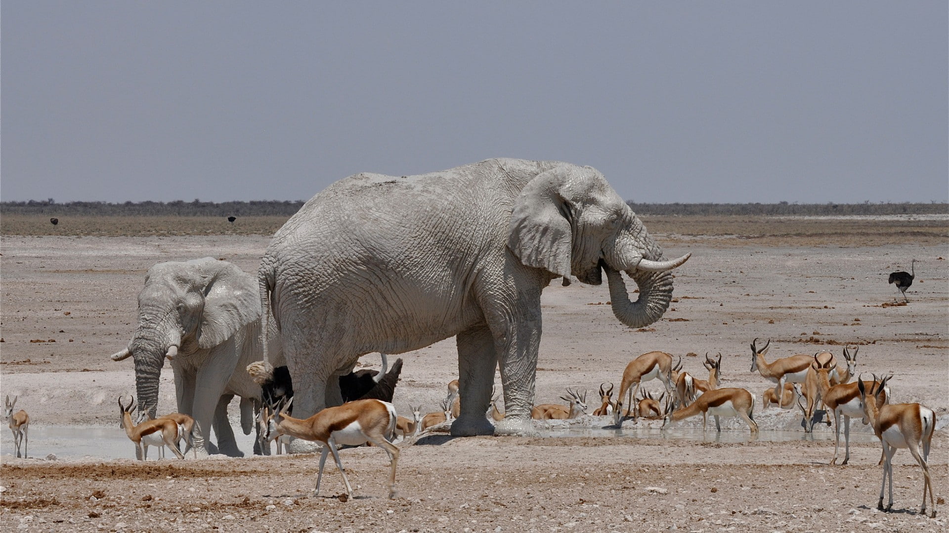 no people, water, animals in the wild, Africa, wildlife, ostrich, steppe, antelope, elephant, animal, horizon, clear sky, 1080P, nature, herd, drinking, HD Wallpaper