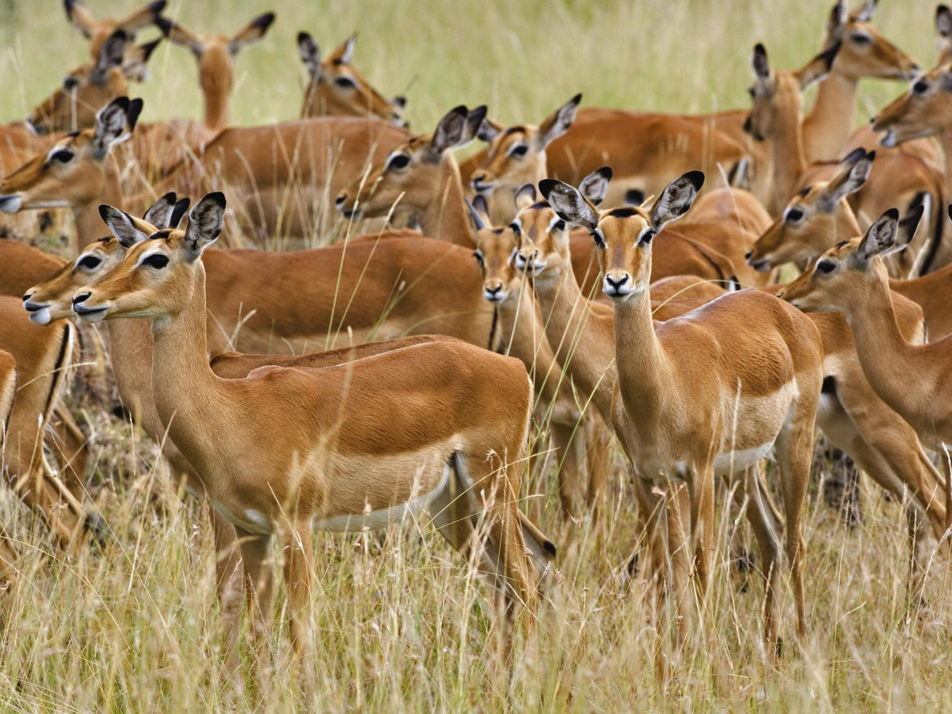 impala, animals, african, deer, 1080P, gazelles, antelopes, gazelle, HD Wallpaper