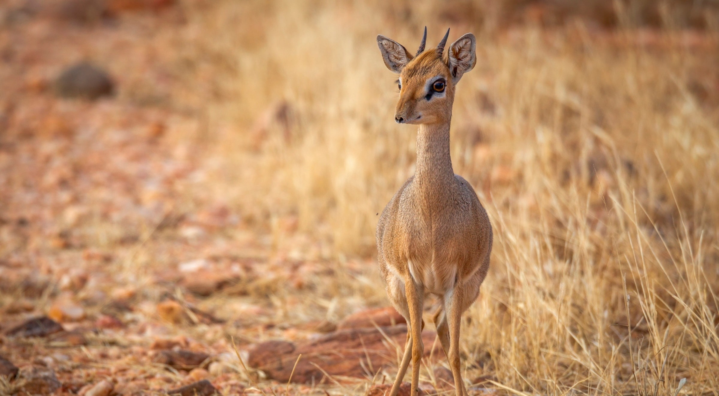 grass, Wild, Animals, vertebrate, brown, outdoors, baby, focus on foreground, herbivorous, 1080P, baby deer, full length, deer, gazelle, animals in the wild, HD Wallpaper