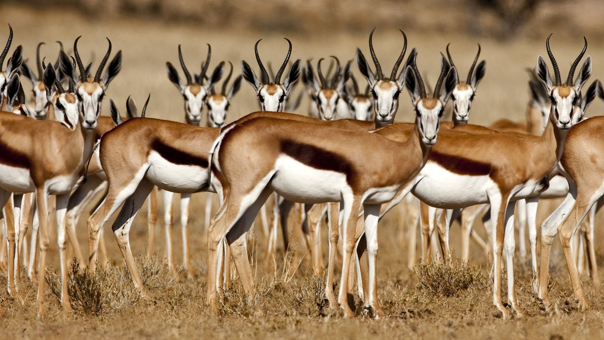 1080P, Animal, Gazelle, HD Wallpaper