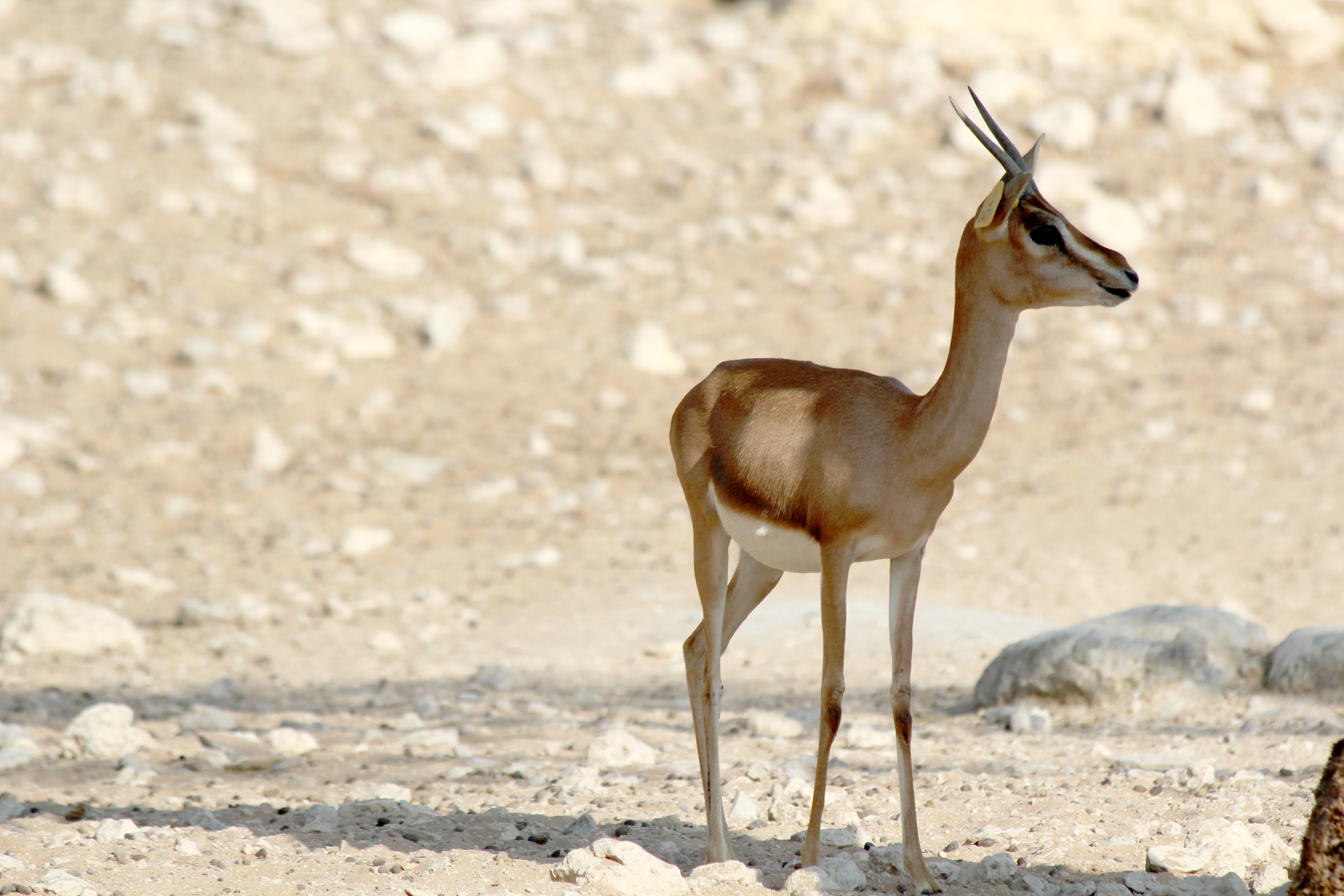 sand, mammal, animal, park, sunlight, vertebrate, photography, side view, asia, nature, herbivorous, focus, brown, selective, no people, conservation, full length, HD Wallpaper