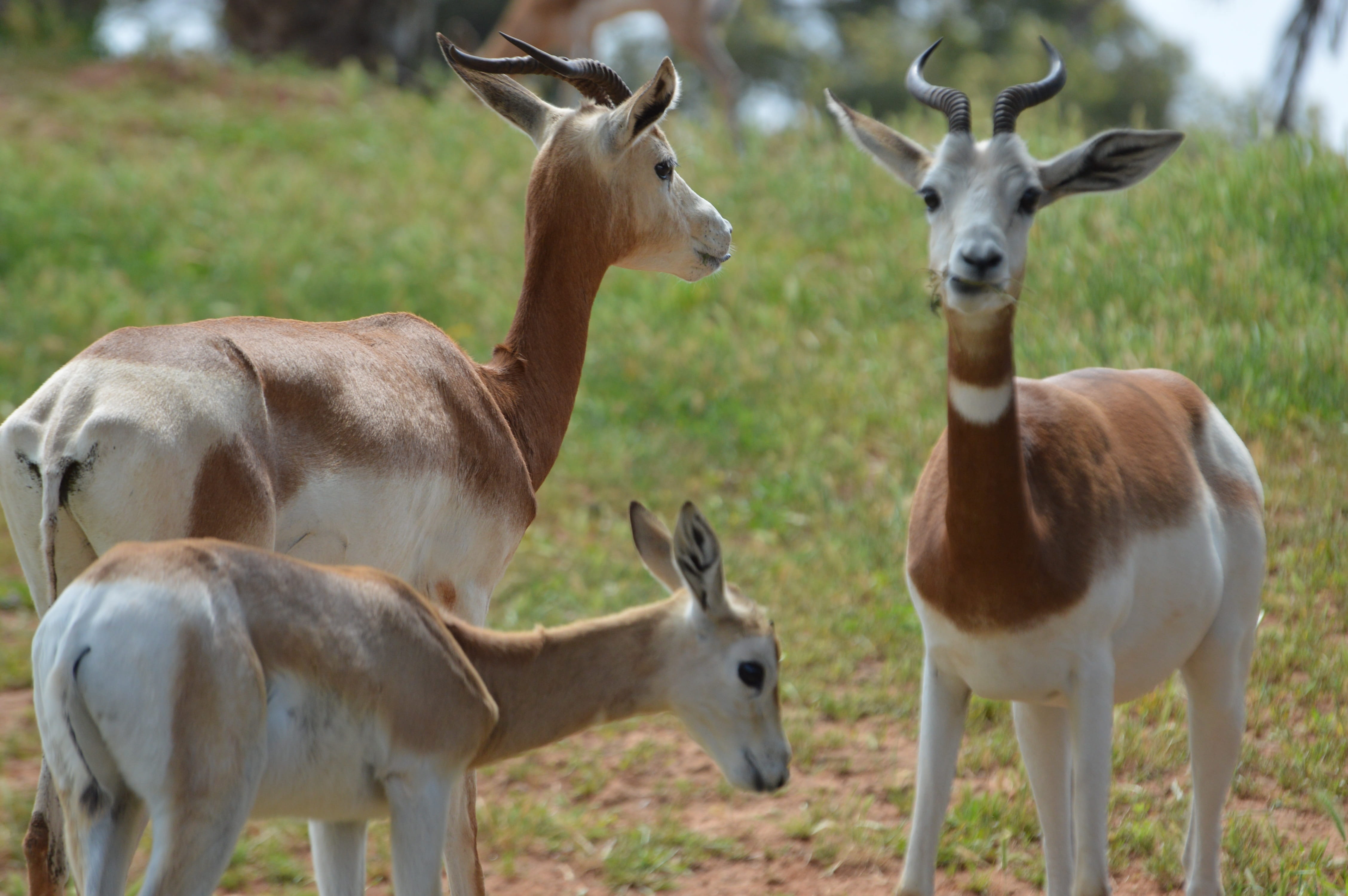 herd, day, mammal, animal themes, animal, herbivorous, no people, group of animals, animals in the wild, standing, outdoors, grass, dama, vertebrate, deer, HD Wallpaper