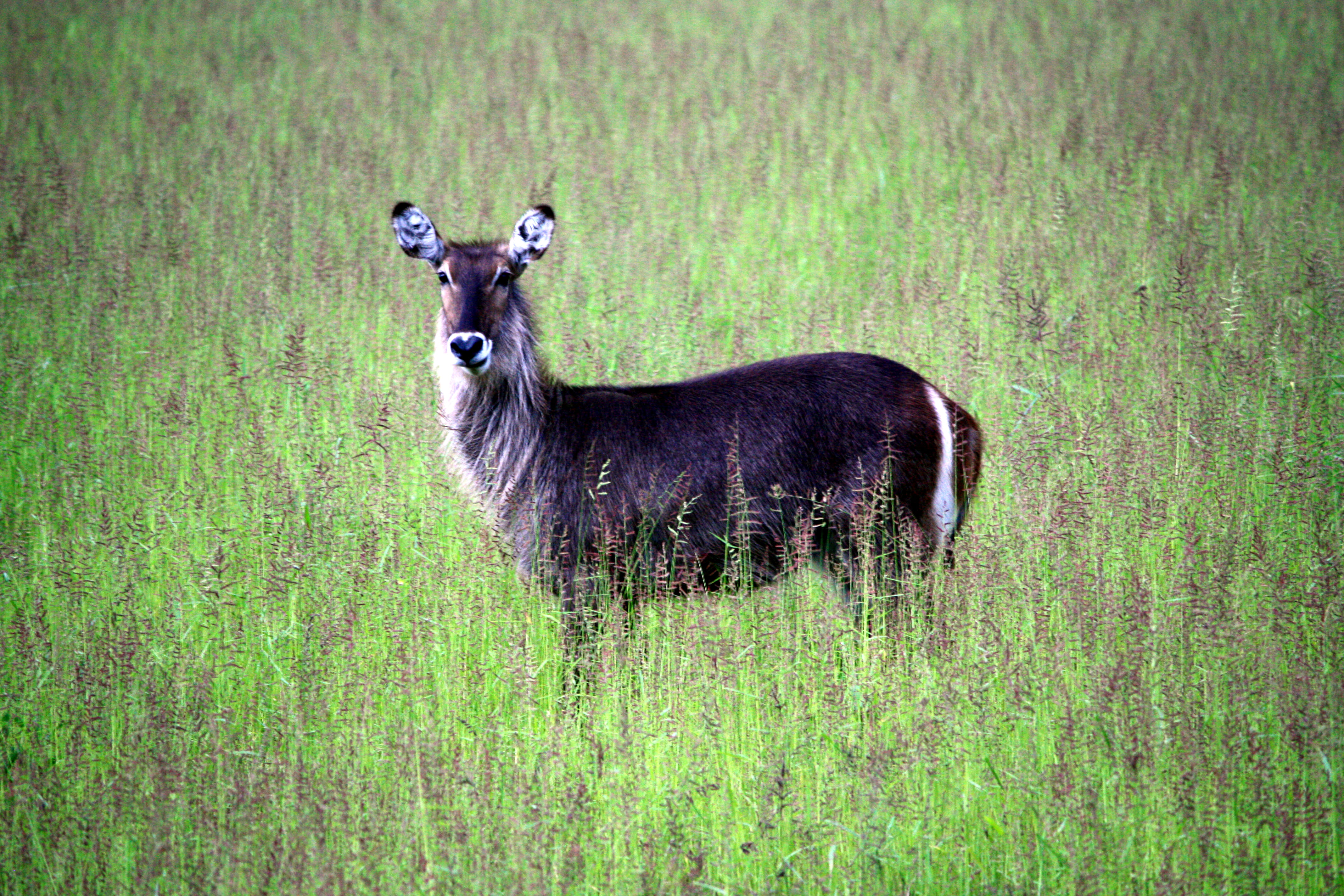 zambia, deer, day, livestock, grass, nature, vegetation, sheep, zebra, one animal, gazelle, plant, mammal, domestic animals, animal themes, vertebrate, HD Wallpaper