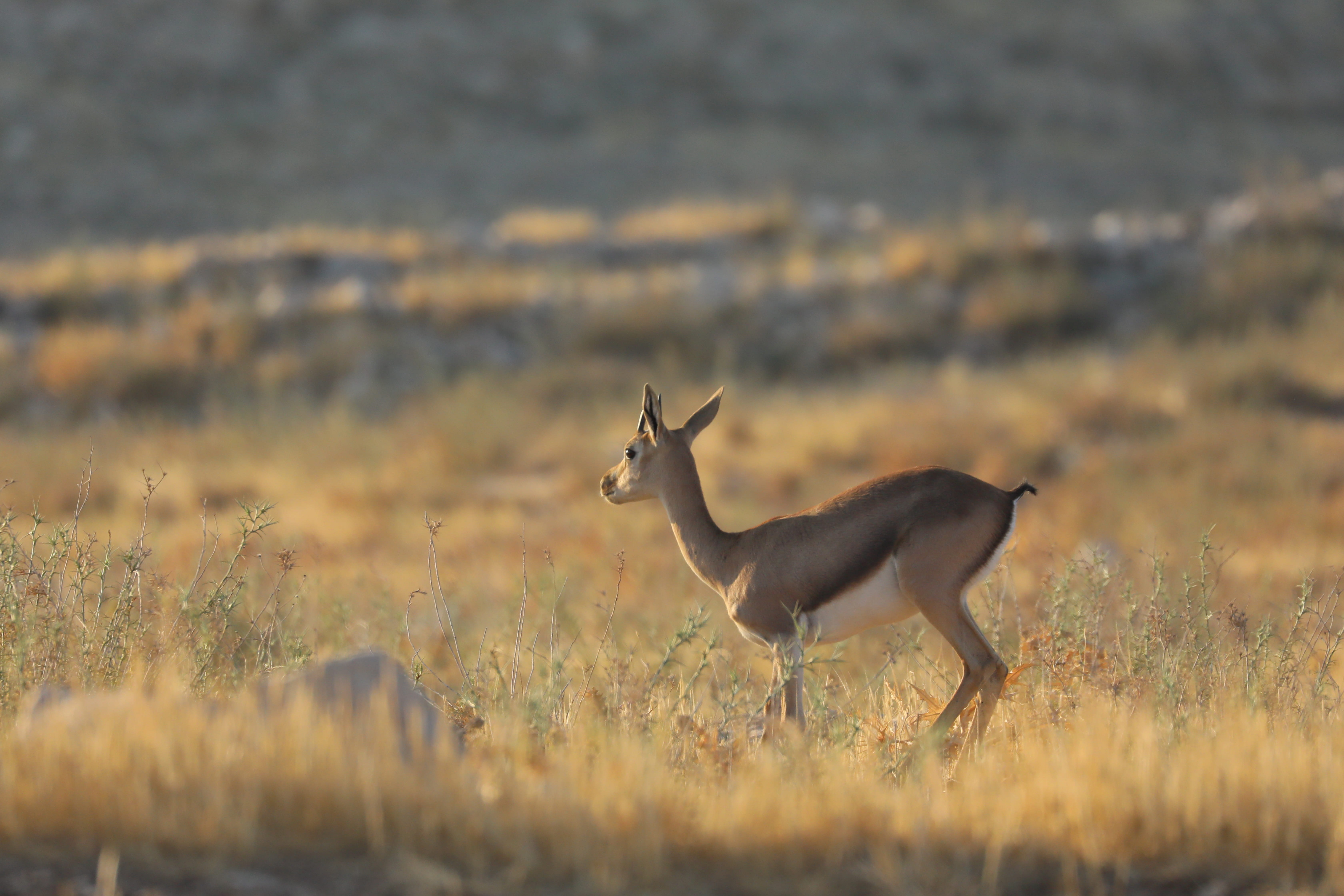 animal, animal themes, gazelle, animals in the wild, one animal, plant, cute, horns, animals, wilderness, mammal, namibia, full length, grass, 5K, wild, HD Wallpaper