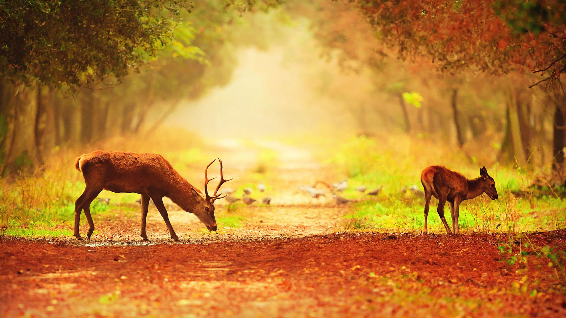 deer, wild dog, wildlife, hartebeest, impala, ruminant, antelope, mammal, animal, bovid, brown, gazelle, dhole, africa, 1080P, wild, canine, HD Wallpaper