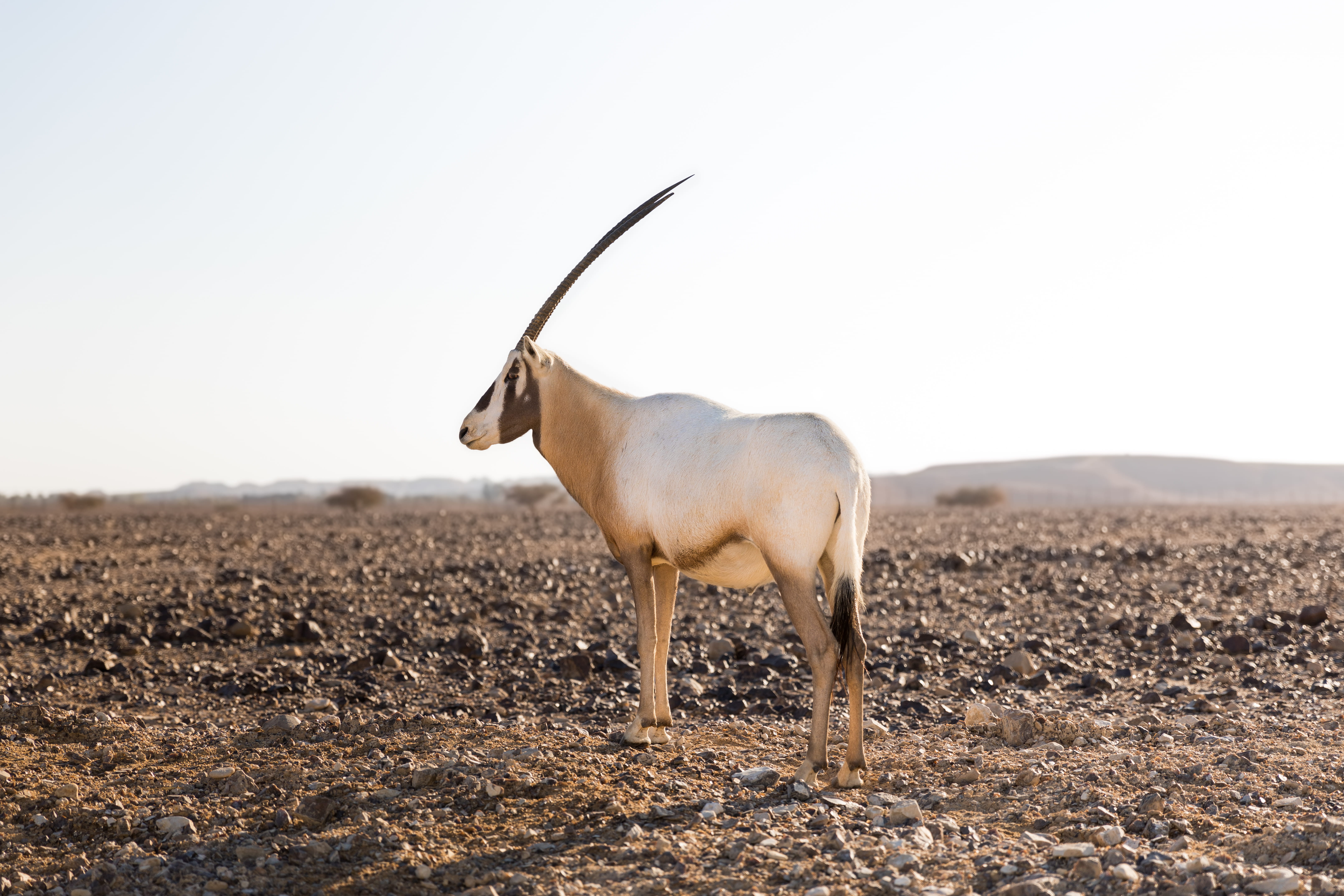 full length, one animal, nature, no people, legs, horn, tzofar, animal wildlife, animal, field, land, domestic animals, semi-arid, white, negev, clear sky, HD Wallpaper