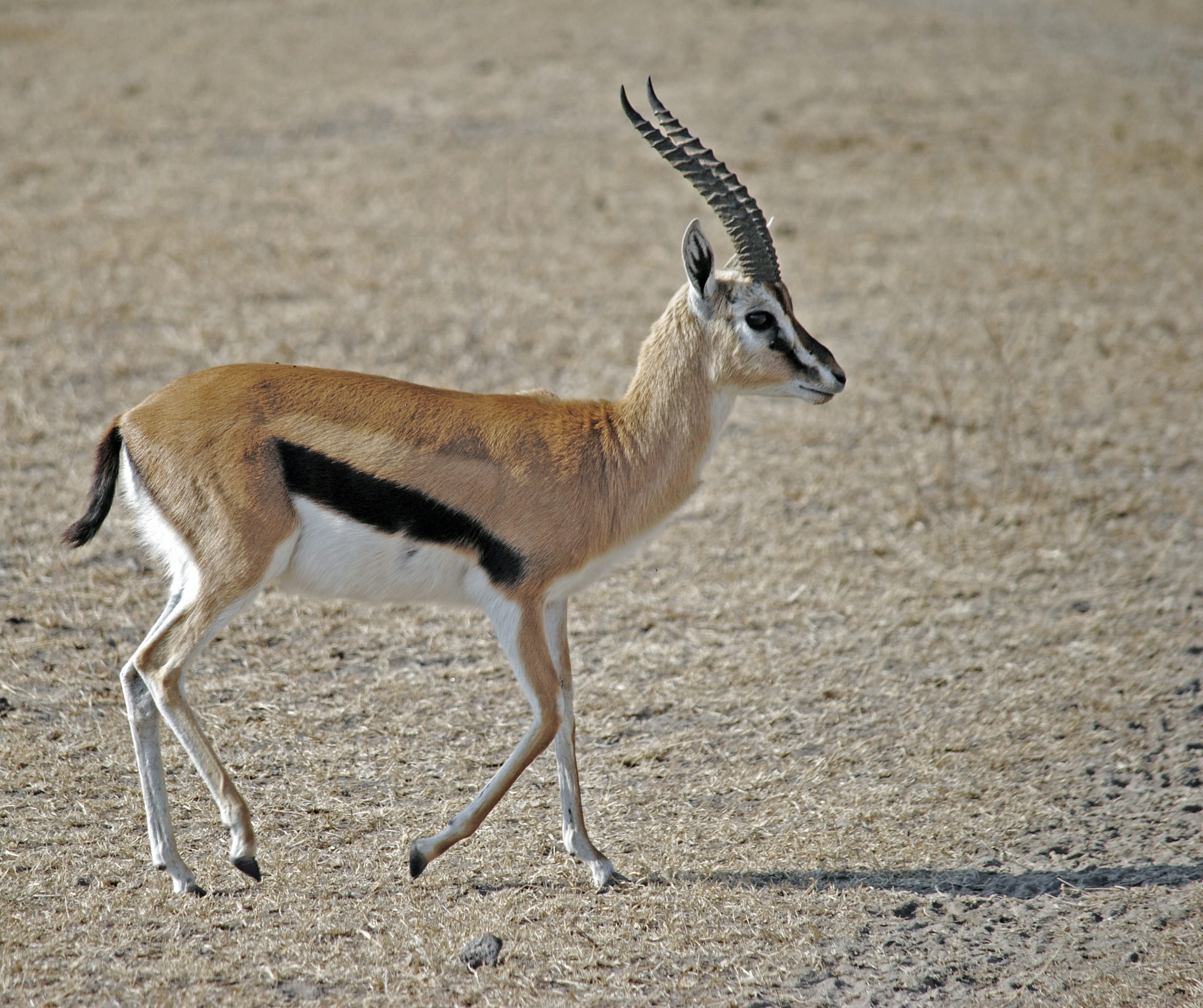 arid climate, animal, nature, white, mammal, field, vertebrate, zoology, animal wildlife, dry, herbivorous, one animal, 2K, strip, antlers, standing, desert, HD Wallpaper