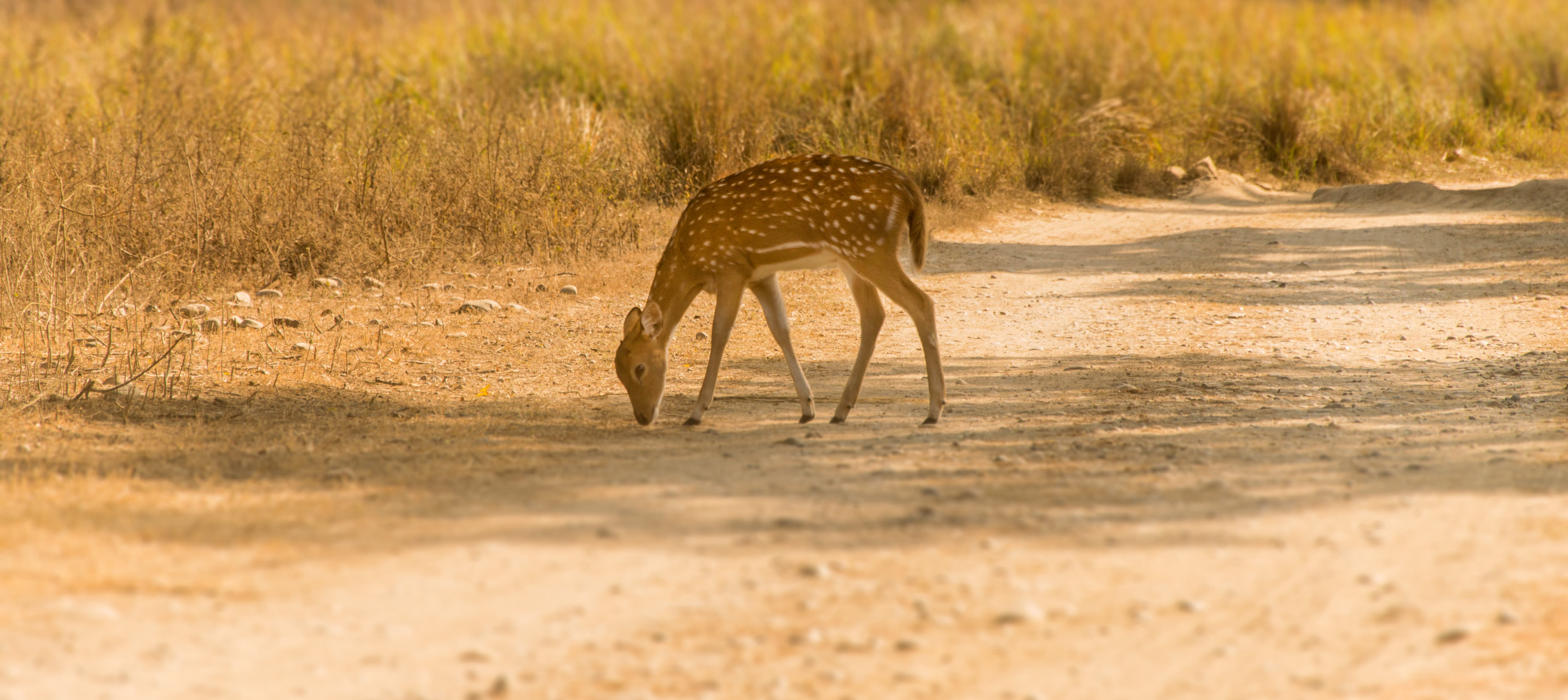 plant, animal, vertebrate, safari, morning, antelope, deer, giraffe, ground, 5K, grassland, mammal, grass, animals in the wild, landscape, field, impala, HD Wallpaper