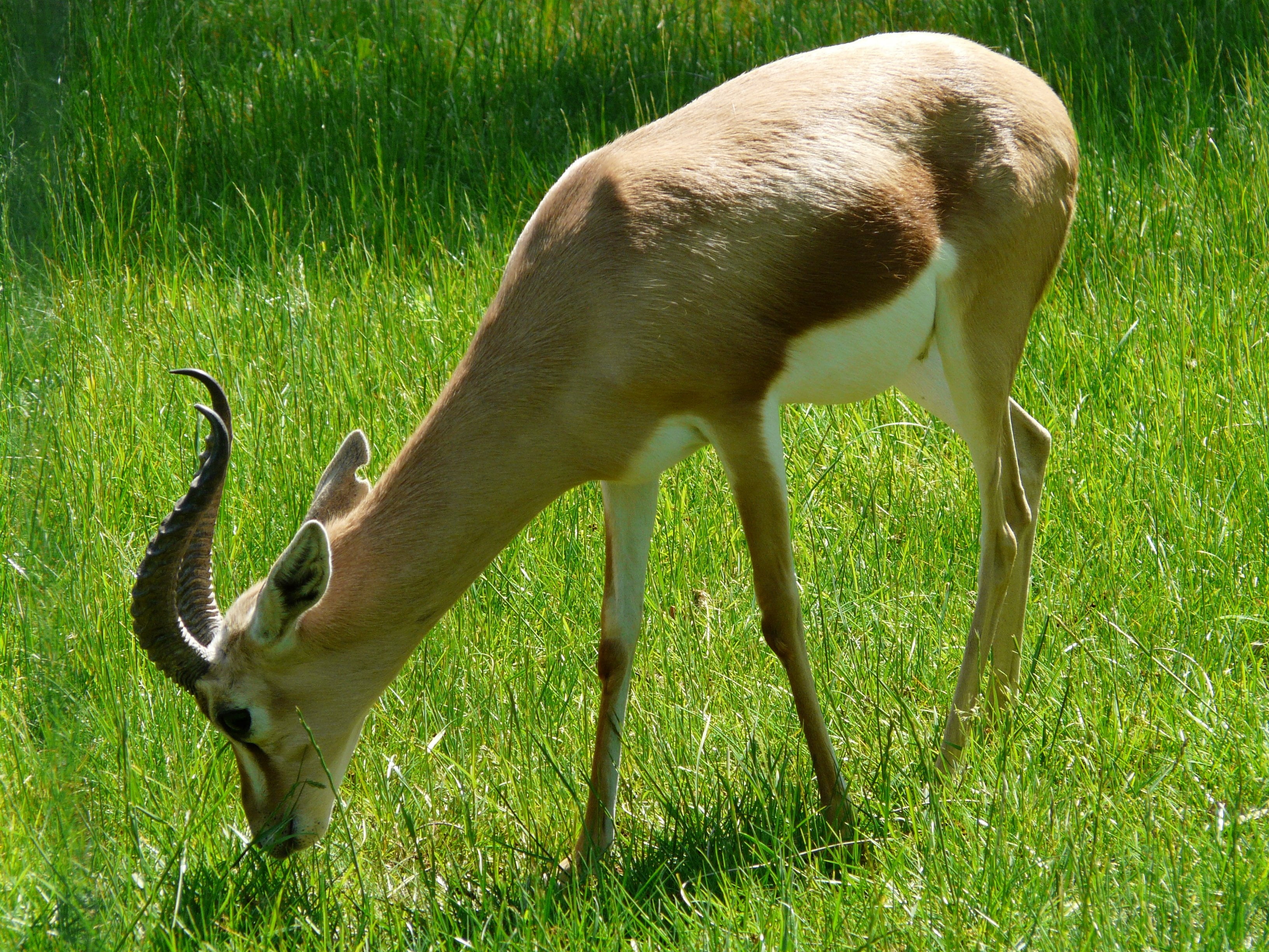 national Park, hoofed Mammal, antelope, field, environment, domestic animals, wildlife Reserve, one animal, grazing, herbivorous, beige, outdoors, deer, HD Wallpaper