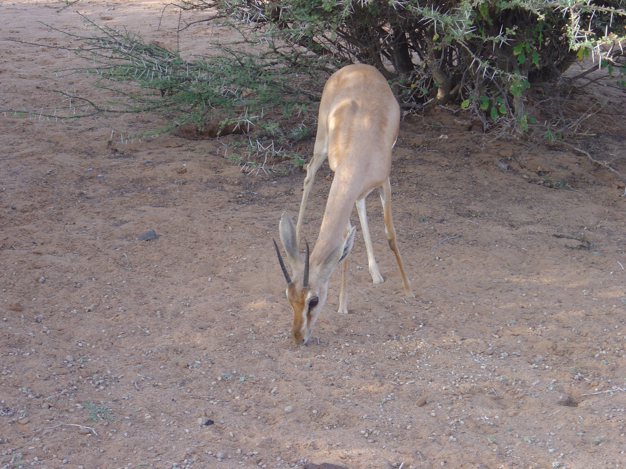 arid climate, herbivorous, climate, 2K, deer, wildlife, one animal, djibouti, plant, animal themes, animals In The Wild, wild animals, gazelle dione, animal wildlife, HD Wallpaper