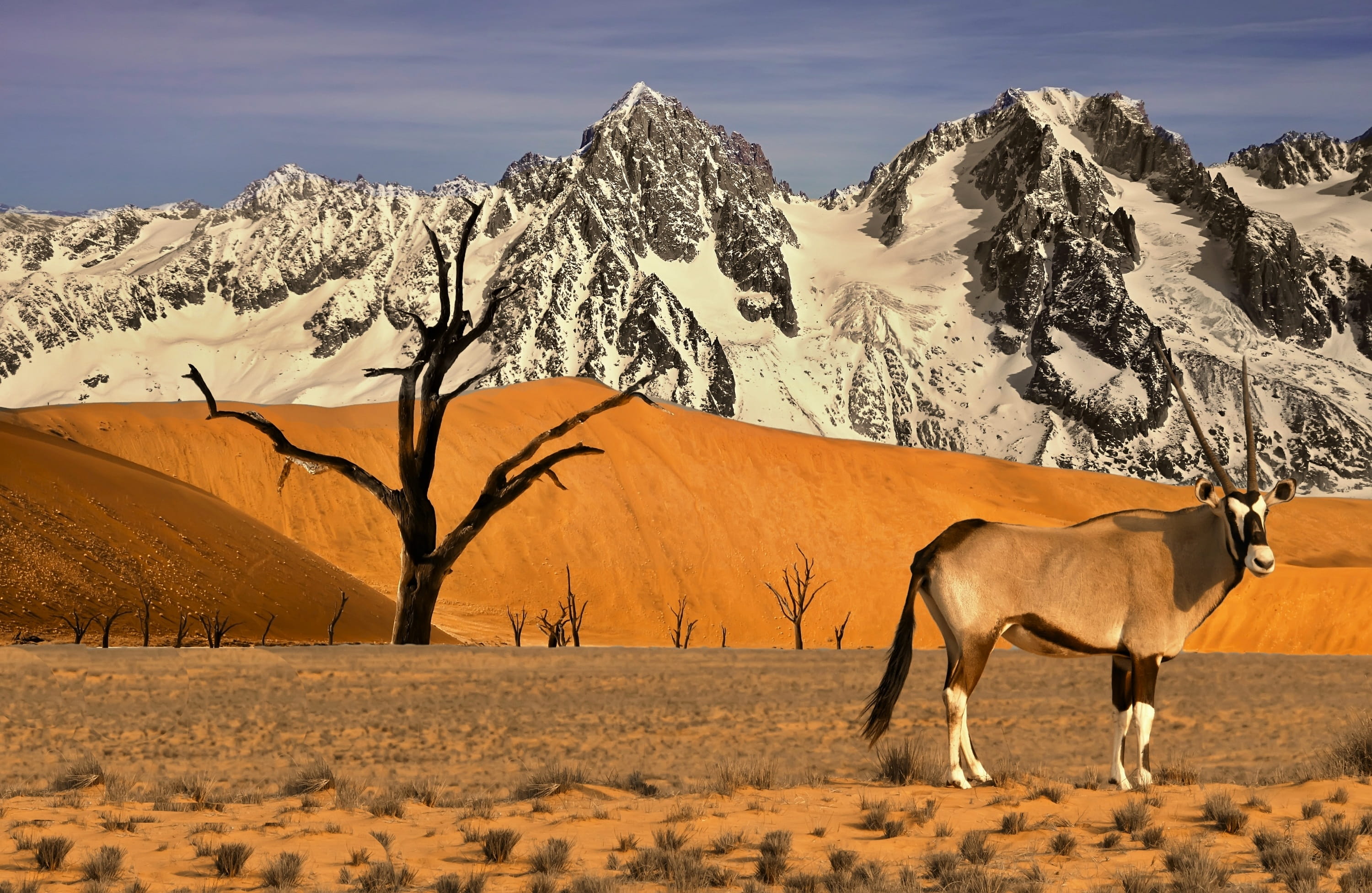 Wilderness, herbivorous, arid climate, tree, mountains, Gazelle, mountain, mountain range, livestock, Mountain, winter, nature, landscape, mammal, snowcapped mountain, HD Wallpaper