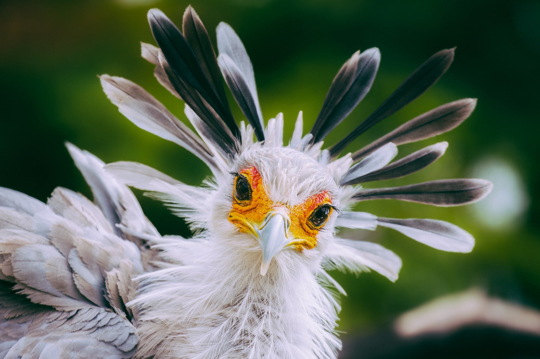 Secretary bird, feathers, 1080P, bird, look, beak, HD Wallpaper