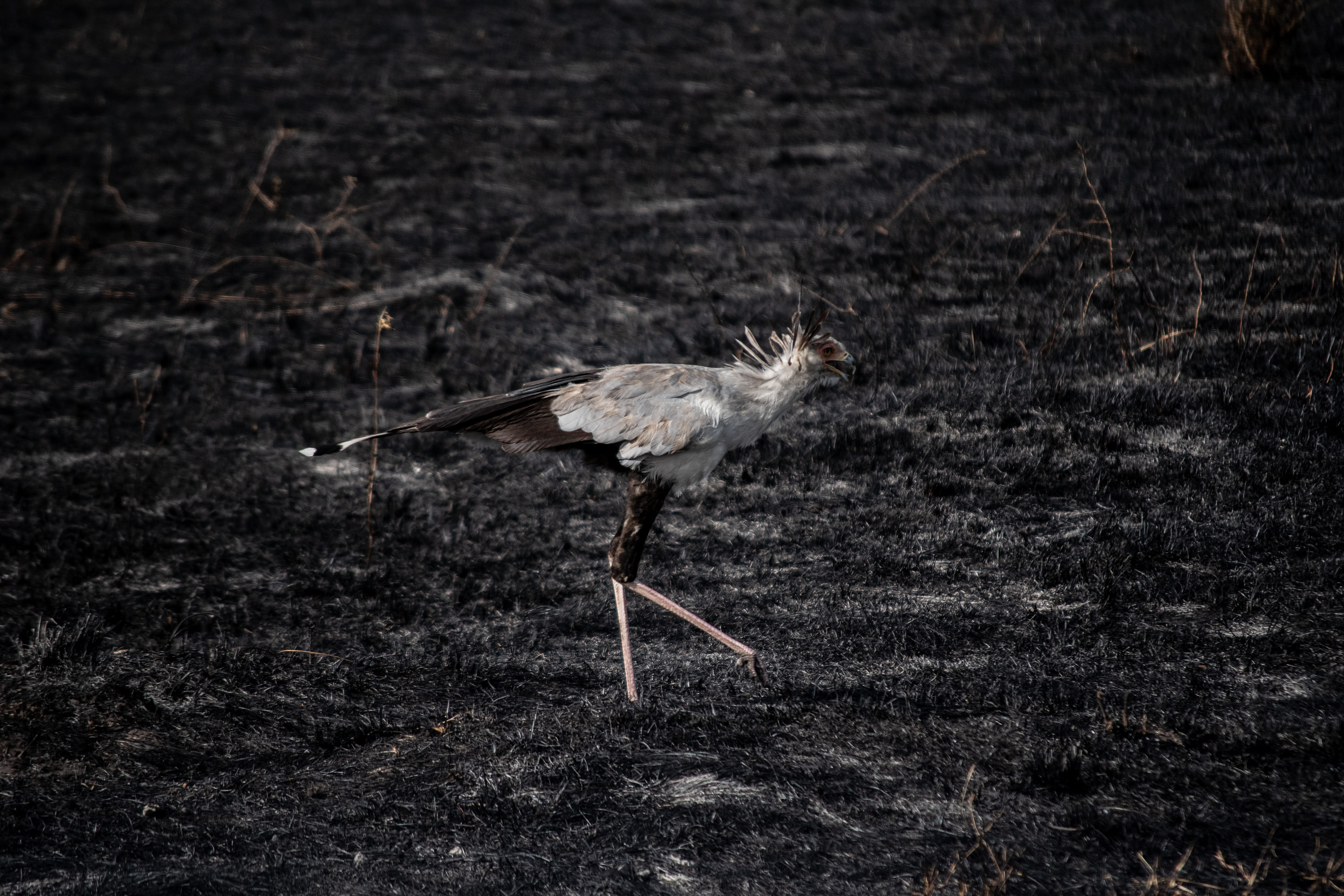 standing, ardeidae, kenya, secretary bird, animal, reserve, crane bird, no people, maasai mara, bird, motion, nature, side view, day, ground, maasai mara national park, HD Wallpaper