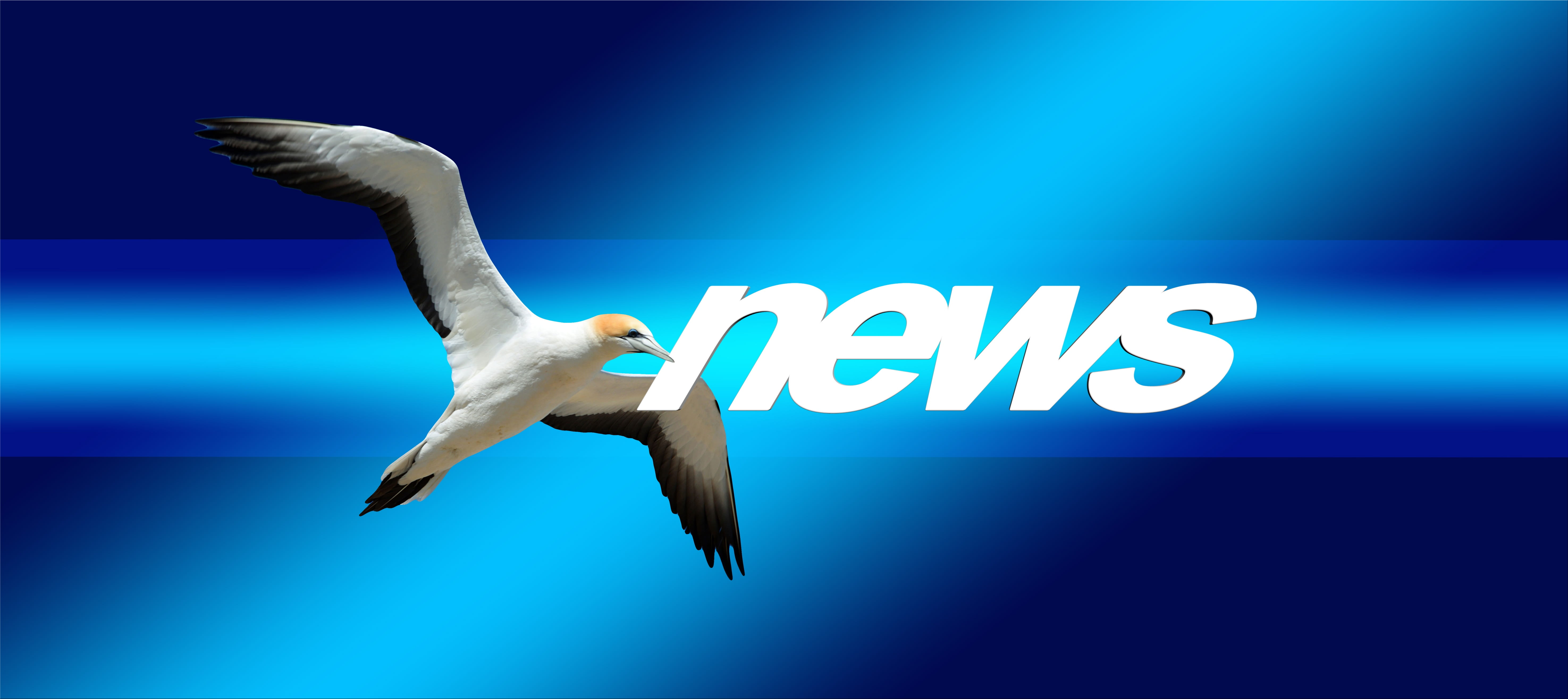 sign, animal wildlife, digital, icon, letters, paper, black, fly, mail, advertising, one animal, animals in the wild, internet, surprise, northern gannet, HD Wallpaper