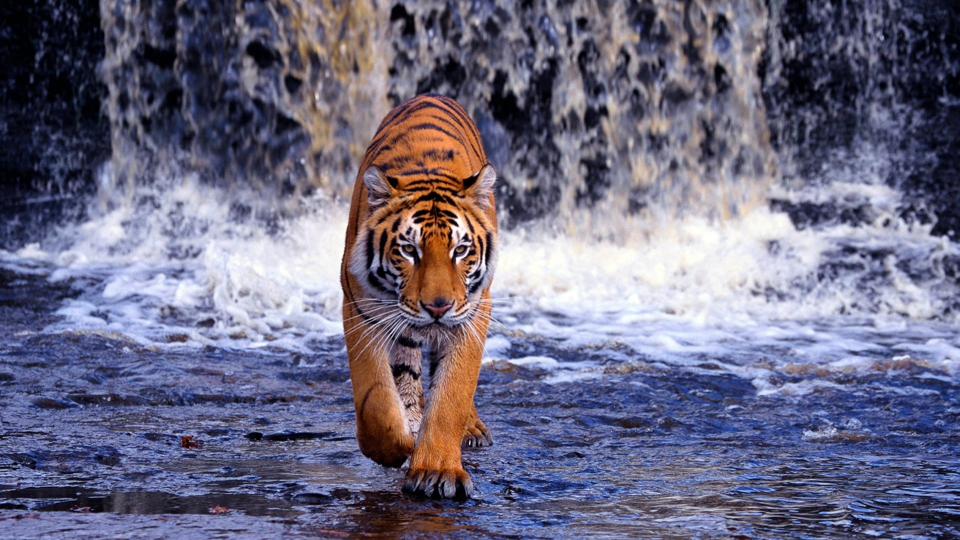animal, animal wildlife, mammal, looking at camera, black, cat, feline, danger, bengal Tiger, undomesticated Cat, outdoors, waterfall, carnivora, power, HD Wallpaper