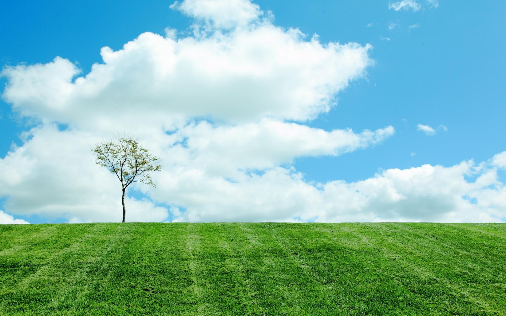 cloud, 1920x1200, nature, tree, green, thin, single, 1080P, field, HD Wallpaper