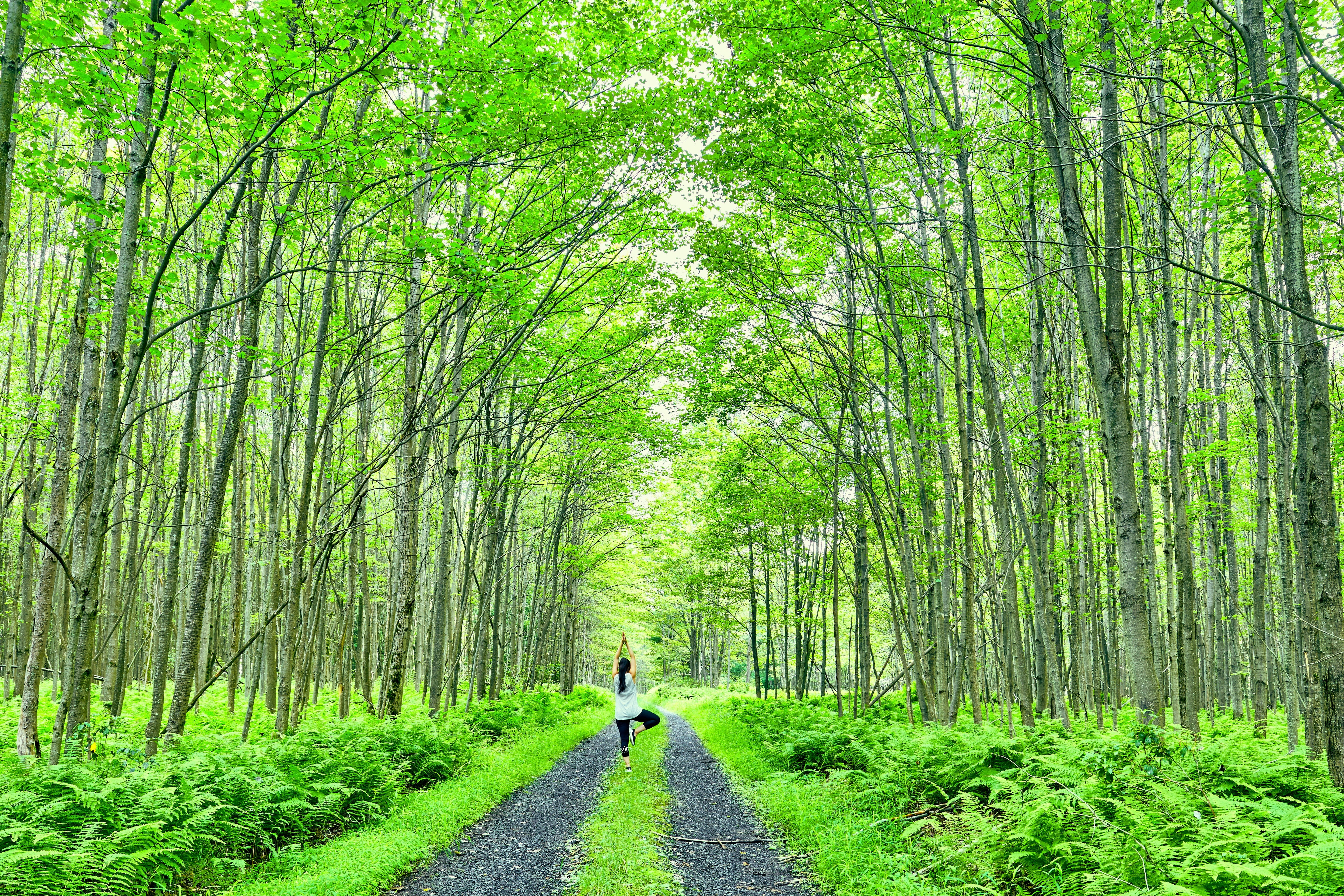 green, growth, trees, woodland, real people, bamboo - plant, flora, diminishing perspective, forest, pose, direction, thin, land, leaves, lifestyles, day, HD Wallpaper